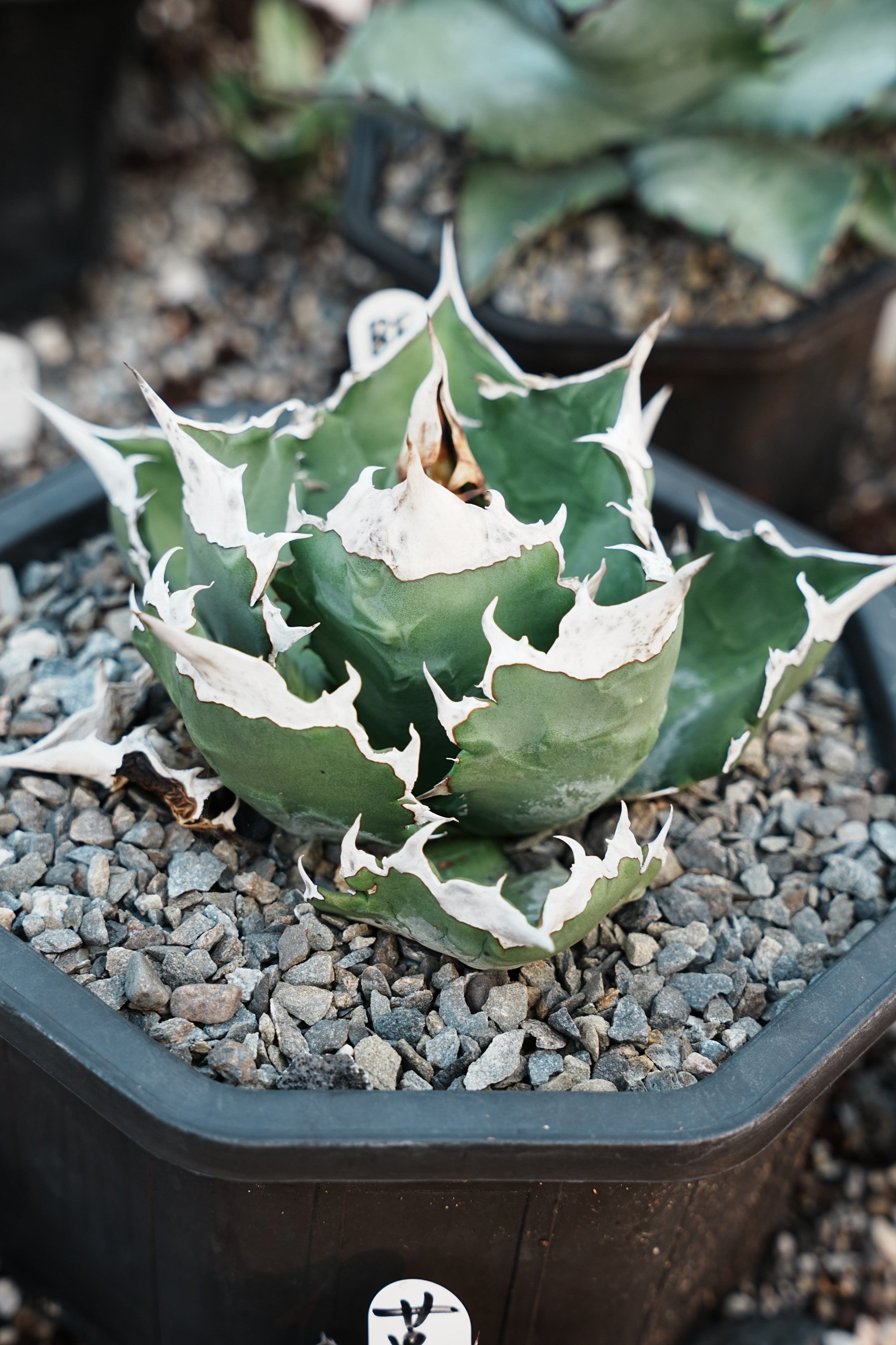 Stano.Lab】アガベ チタノタ 'ホワイトファイヤー' GT-24 – Caudexsan