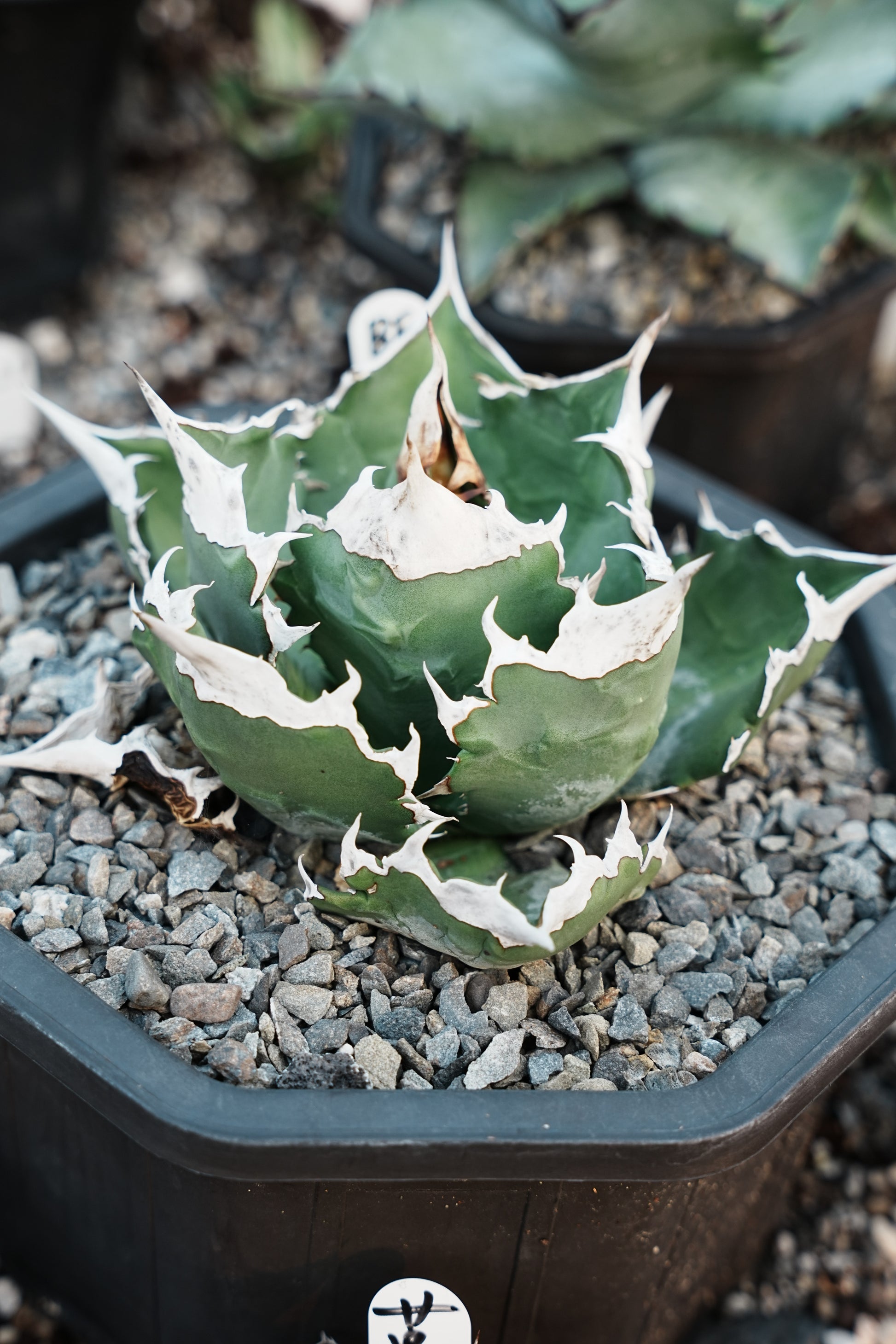 【Stano.Lab】<br>アガベ チタノタ<br> 'ホワイトファイヤー' GT-22