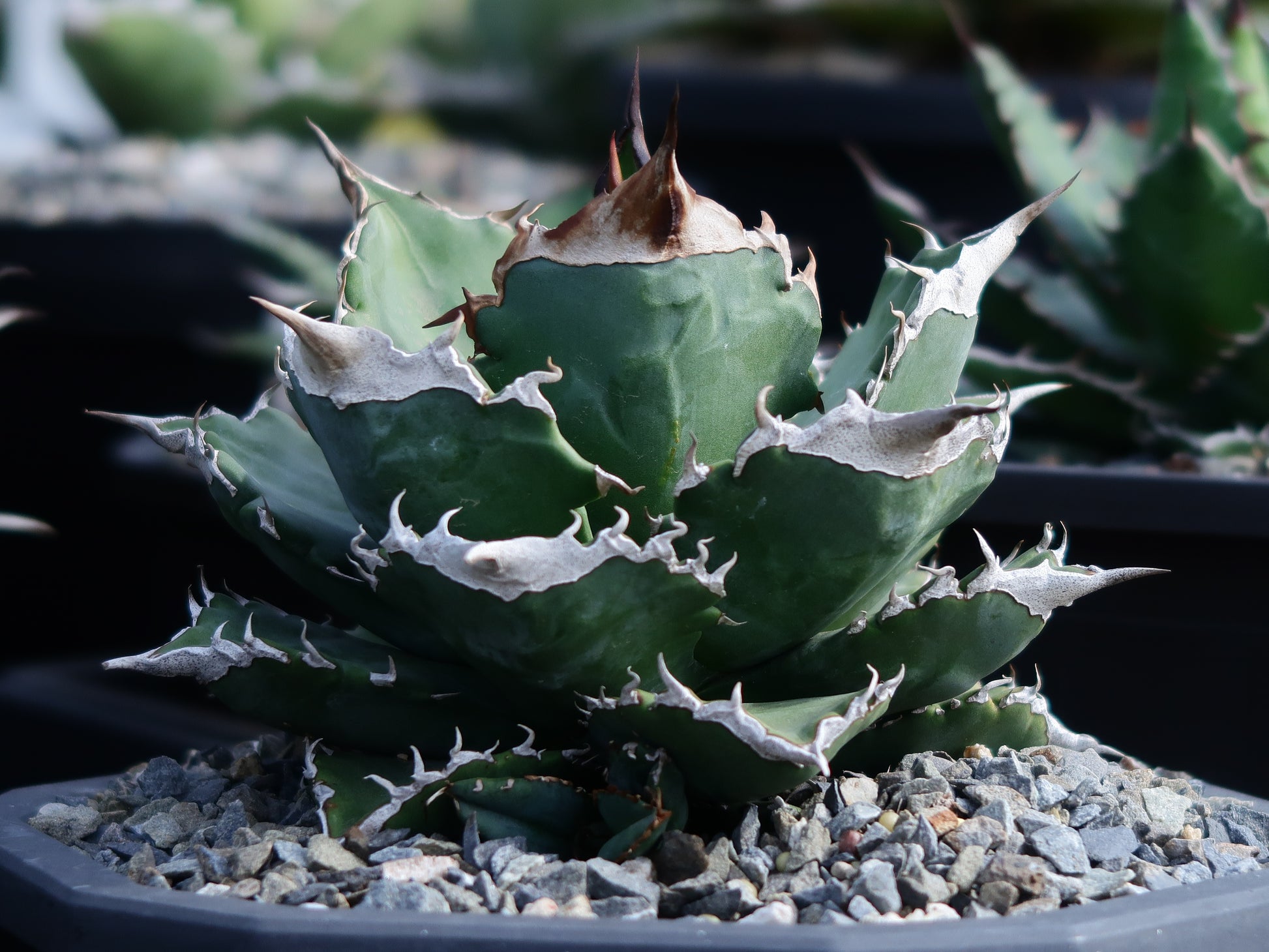 【CAUDEXSAN】<br>アガベ チタノタ<br>ホワイトファイヤー<br>'White fire' GT-22-1