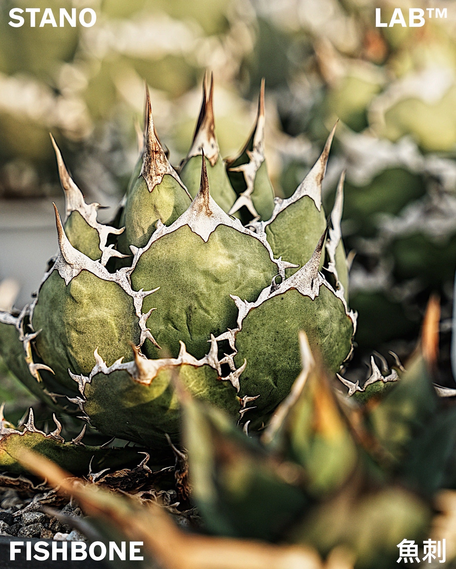 【CAUDEXSAN】<br>アガベ チタノタ<br>'フィッシュ ボーン'<br>GT-4-1