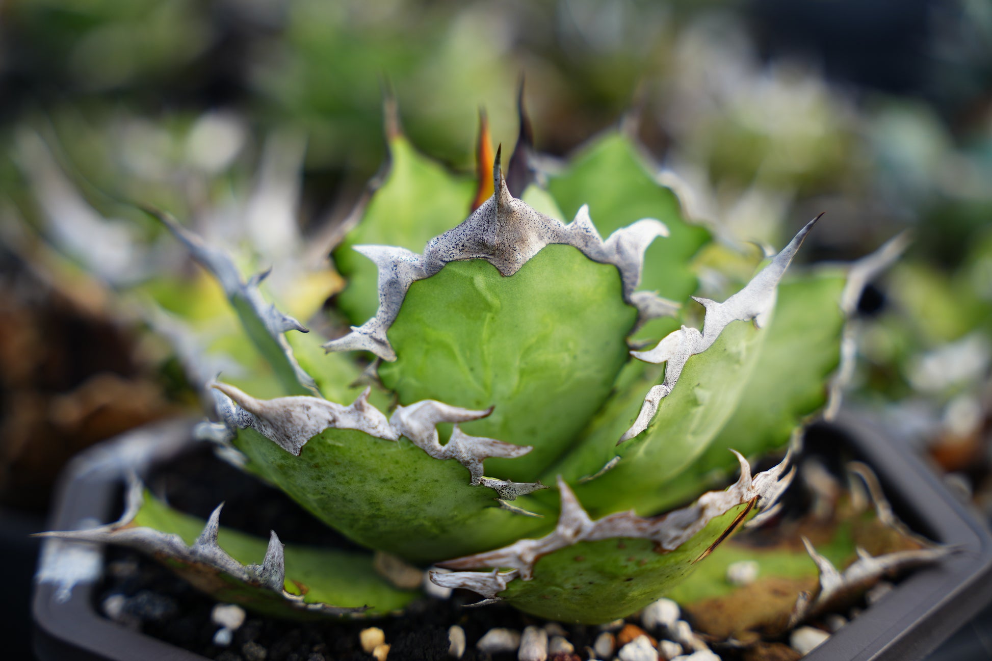 【Stano.Lab】<br>アガベ チタノタ<br> 'カゲザメ'