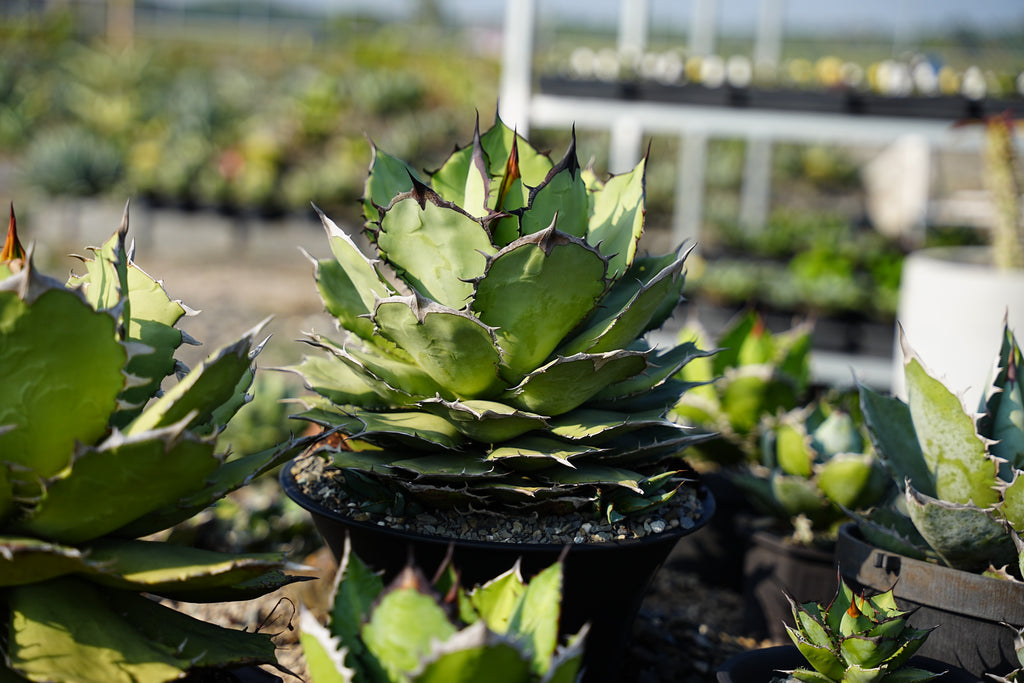 【CAUDEXSAN】<br>アガベ チタノタ パンダ<br>GT-18-2（小株）