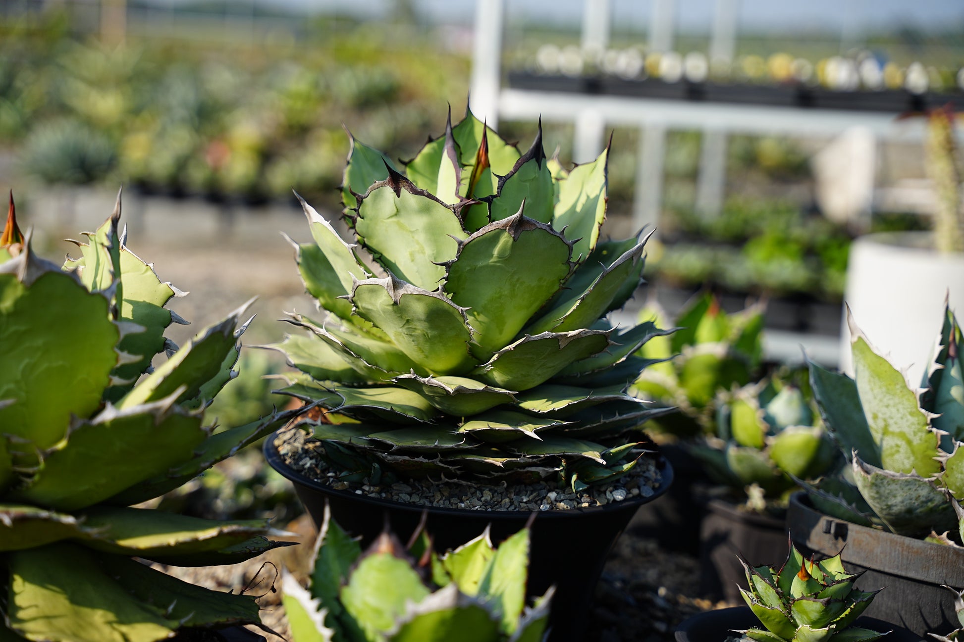 【CAUDEXSAN】<br>アガベ チタノタ パンダ<br>GT-18-1（小株）