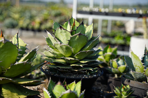 【CAUDEXSAN】<br>アガベ チタノタ パンダ<br>GT-18-1（小株）