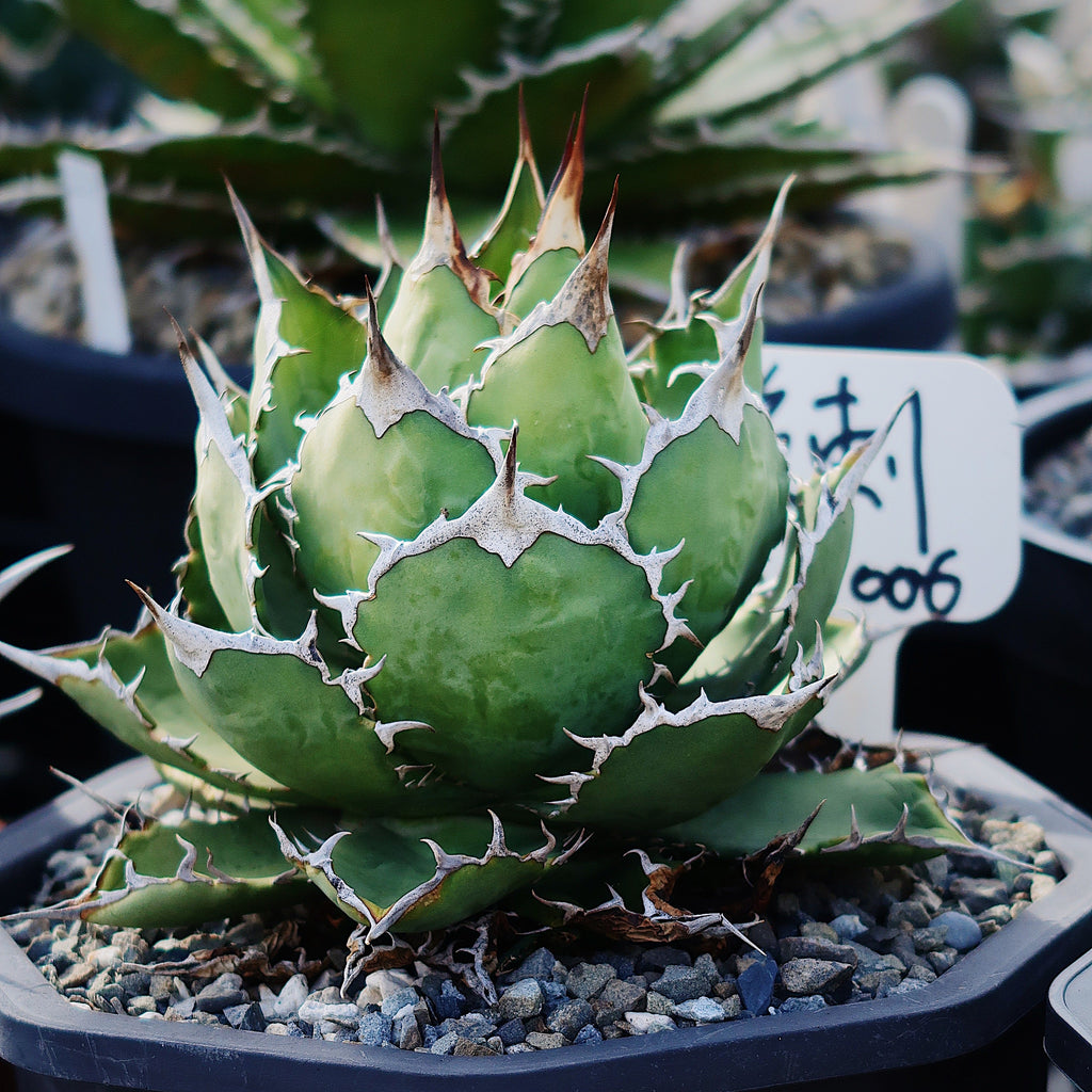 【Stano.Lab】<br>アガベ チタノタ<br> 'フィッシュ ボーン' GT-4