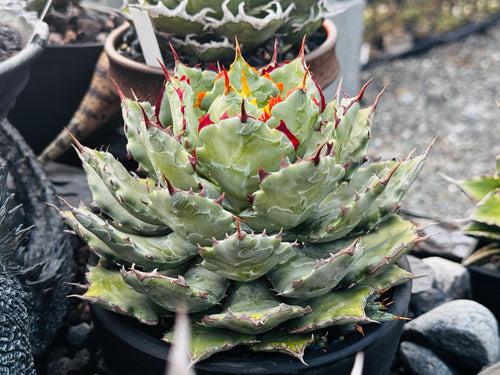 【CAUDEXSAN】<br>アガベ サハイブリッド 蠍蟹B<br>ヒメサソリガニ<br>GT-16-1