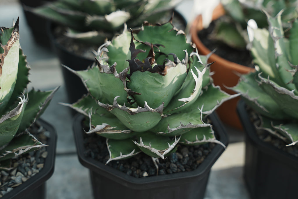 【Stano.Lab】<br>アガベ チタノタ<br> '幽霊'