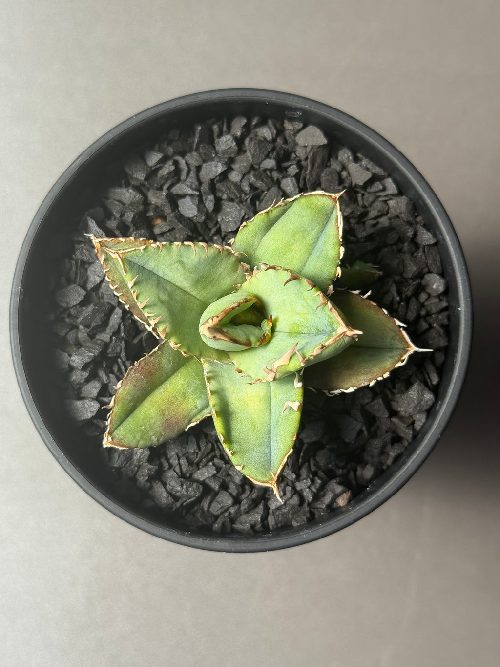 【Stano.Lab】<br>アガベ チタノタ<br> '龍瞳'