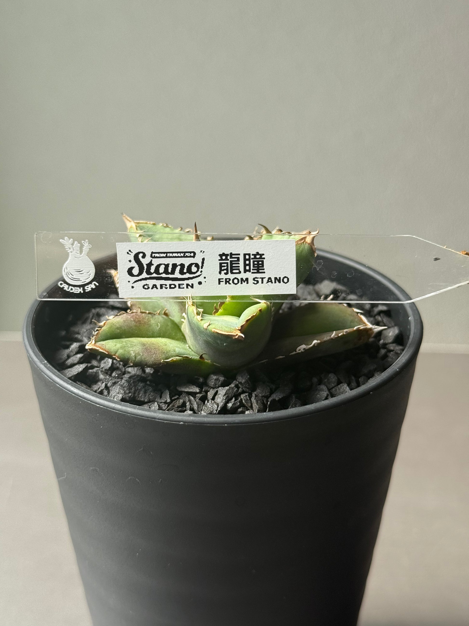 AGAVE｜アガベ・龍舌蘭 – Caudexsan