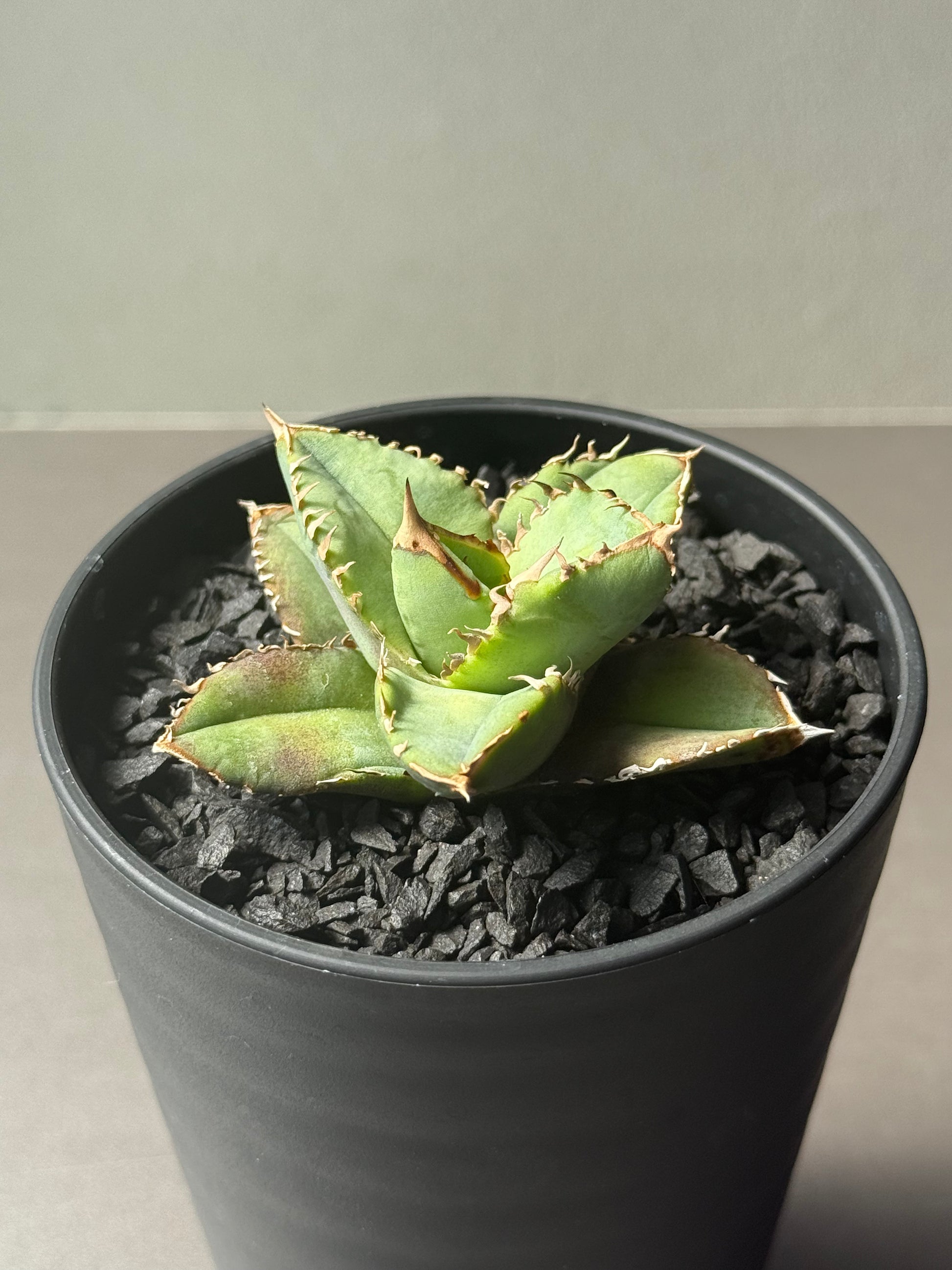 AGAVE｜アガベ・龍舌蘭 – Caudexsan