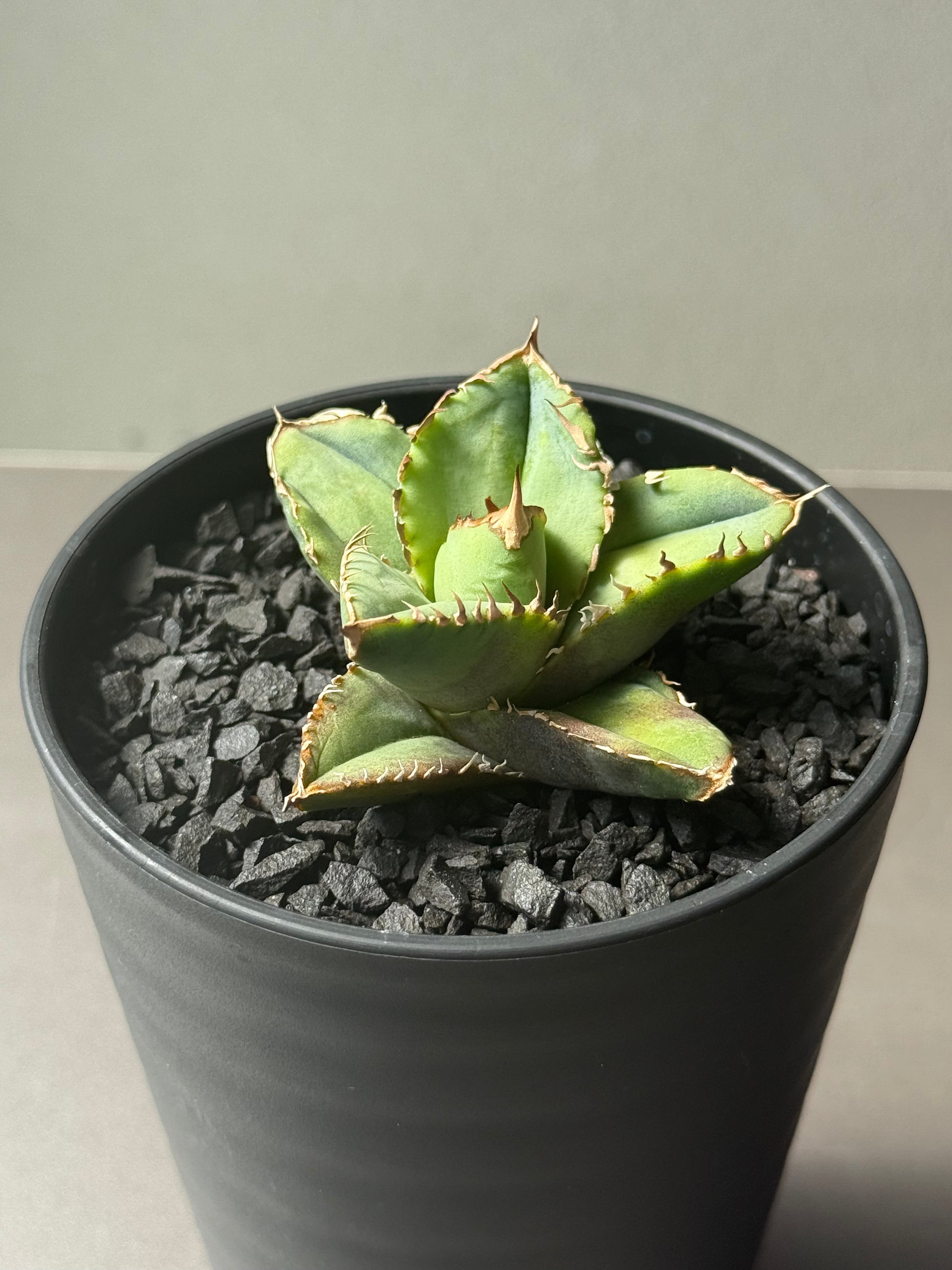 【Stano.Lab】<br>アガベ チタノタ<br> '龍瞳'