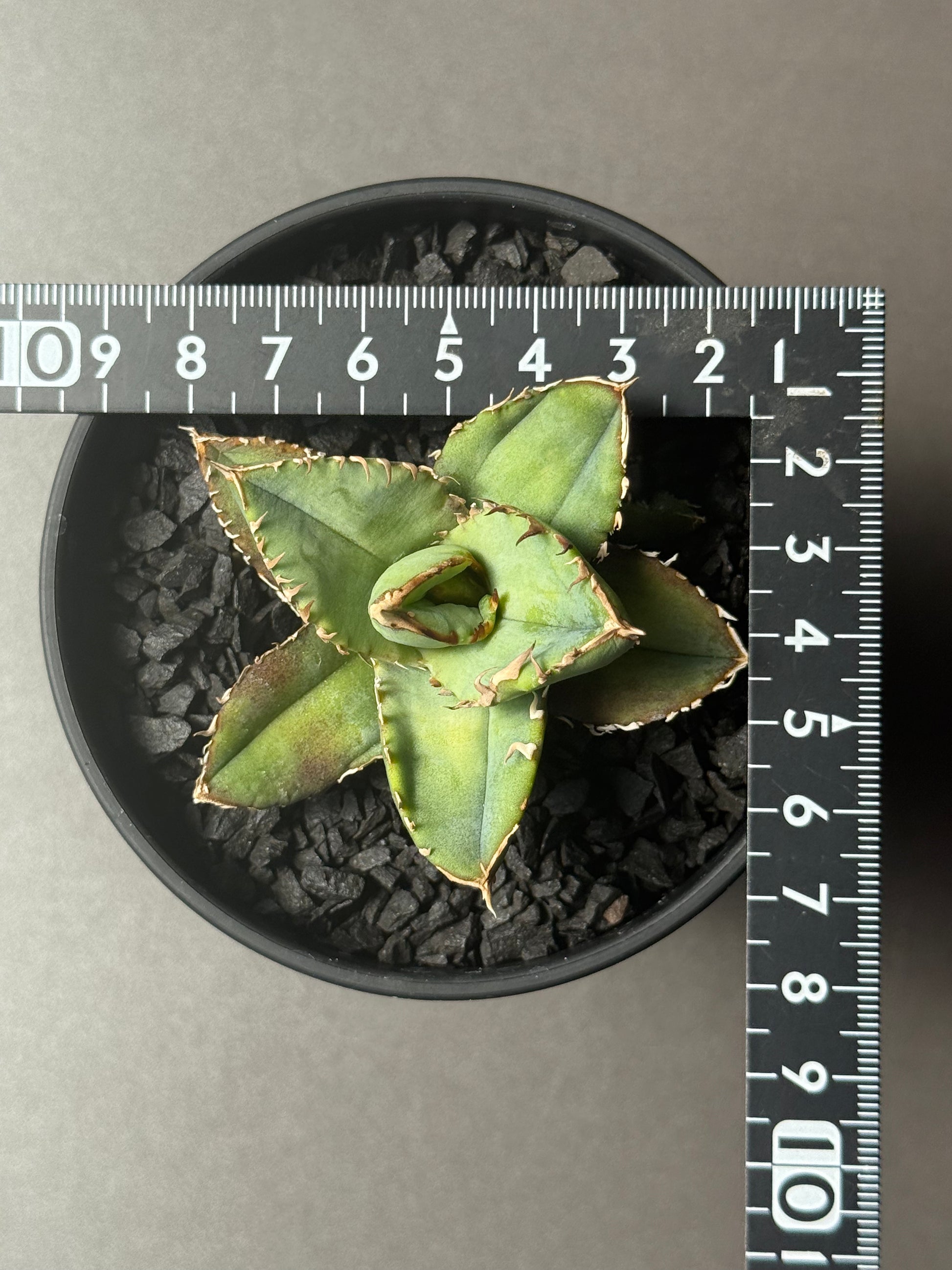 【Stano.Lab】<br>アガベ チタノタ<br> '龍瞳'