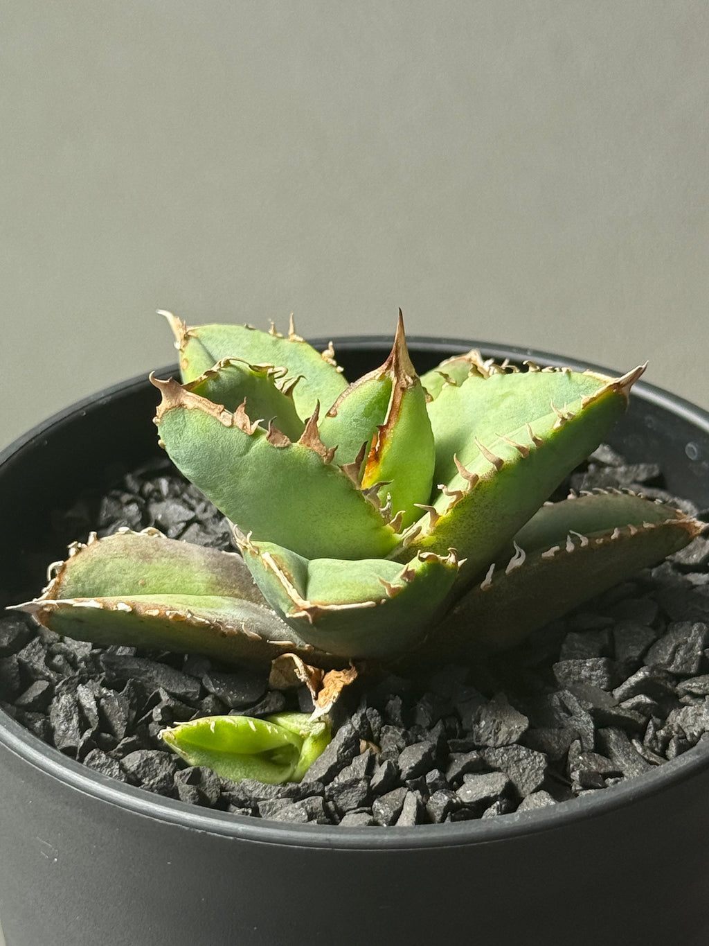 【Stano.Lab】<br>アガベ チタノタ<br> '龍瞳'