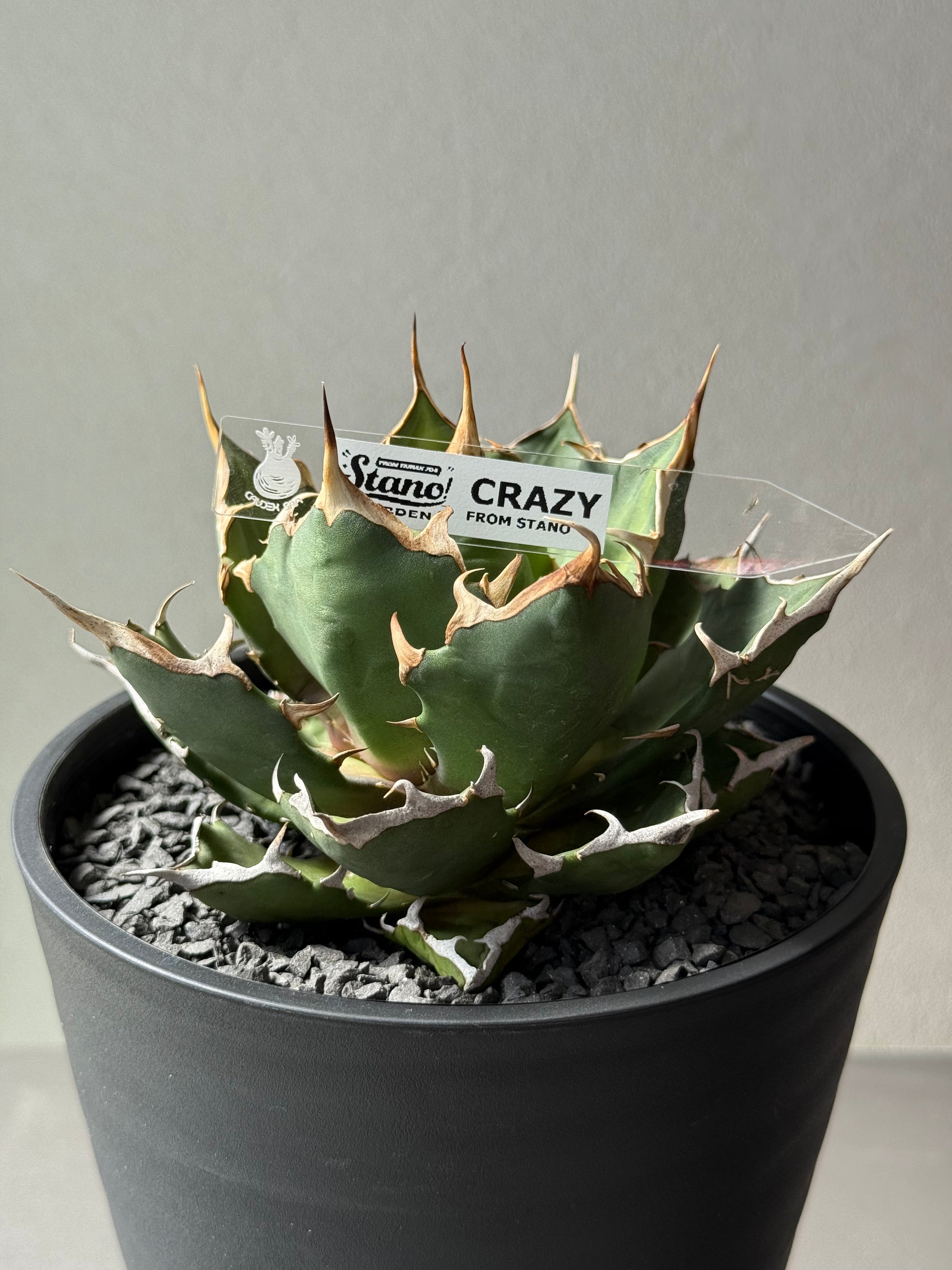 【Stano.Lab】<br>アガベ チタノタ<br> 'クレージー' GT-10