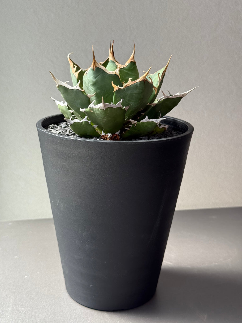 【Stano.Lab】<br>アガベ チタノタ<br> 'クレージー' GT-10