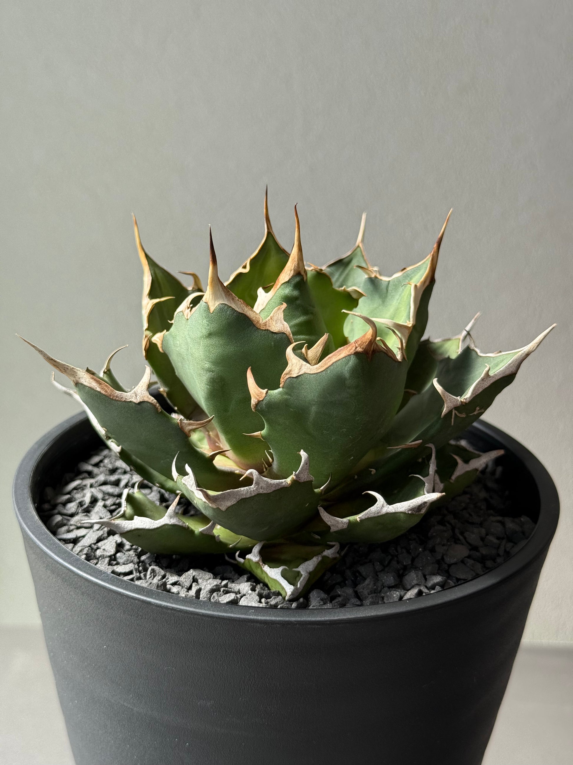 【Stano.Lab】<br>アガベ チタノタ<br> 'クレージー' GT-10