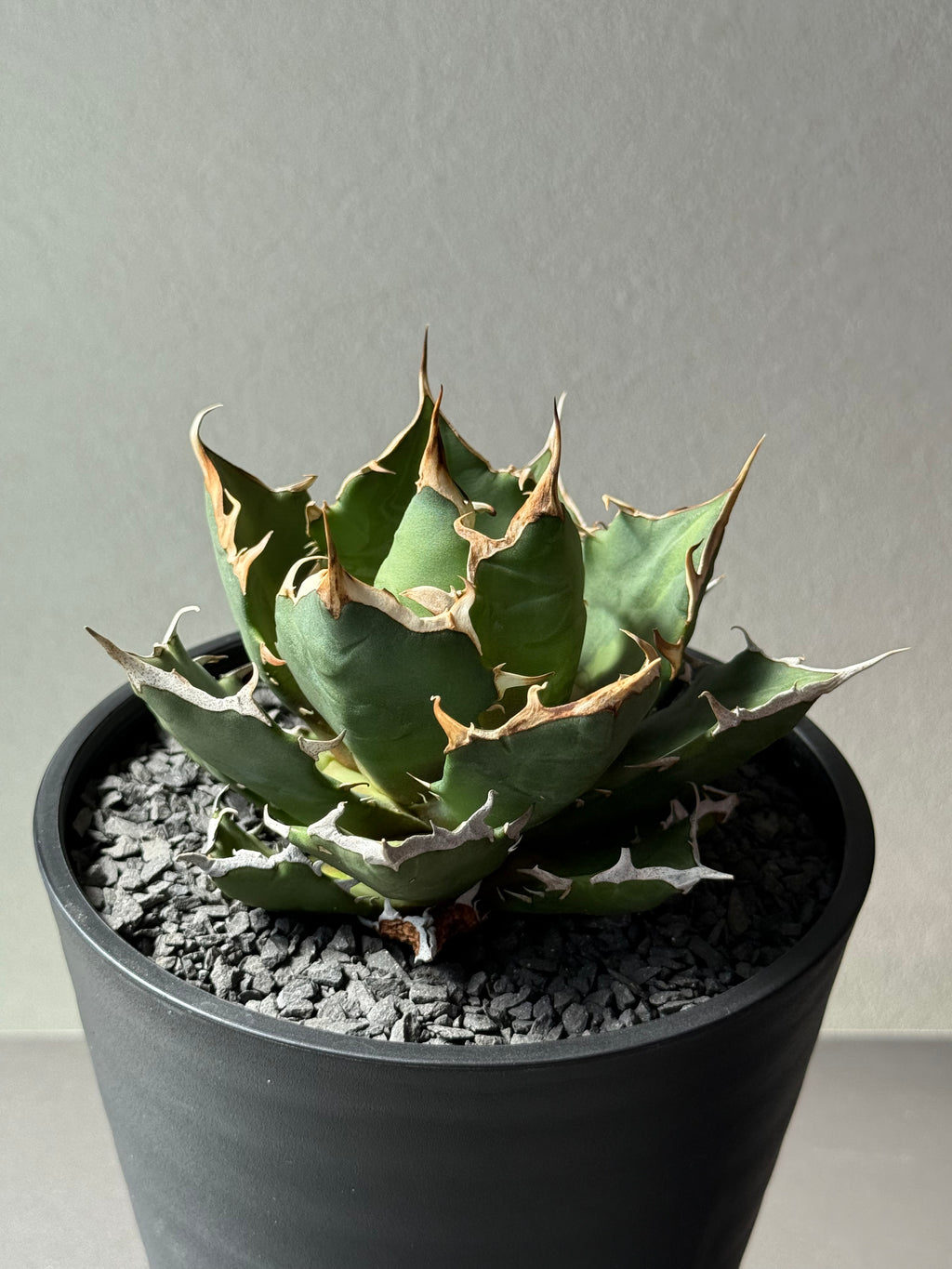 【Stano.Lab】<br>アガベ チタノタ<br> 'クレージー' GT-10