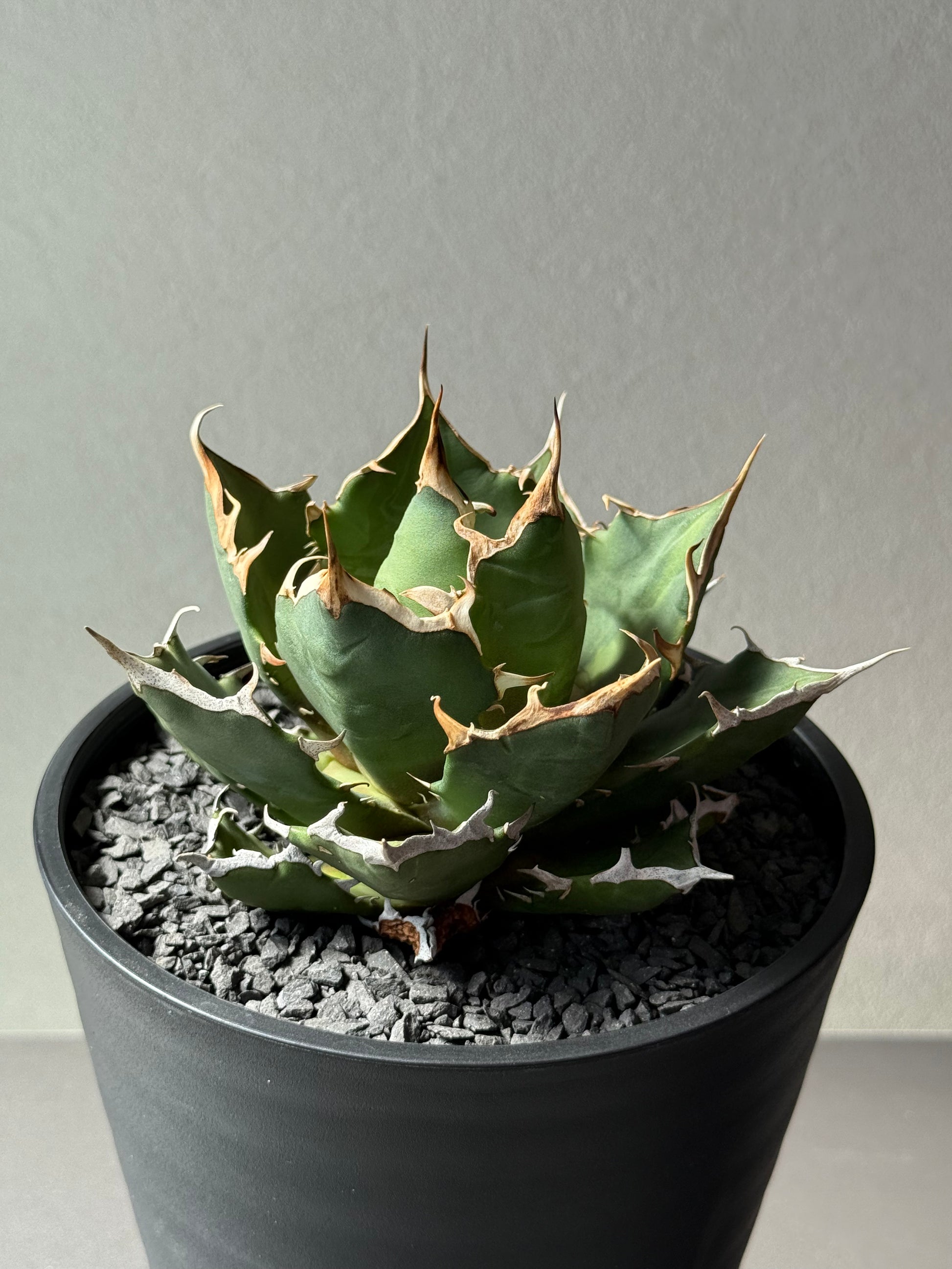 【Stano.Lab】<br>アガベ チタノタ<br> 'クレージー' GT-10