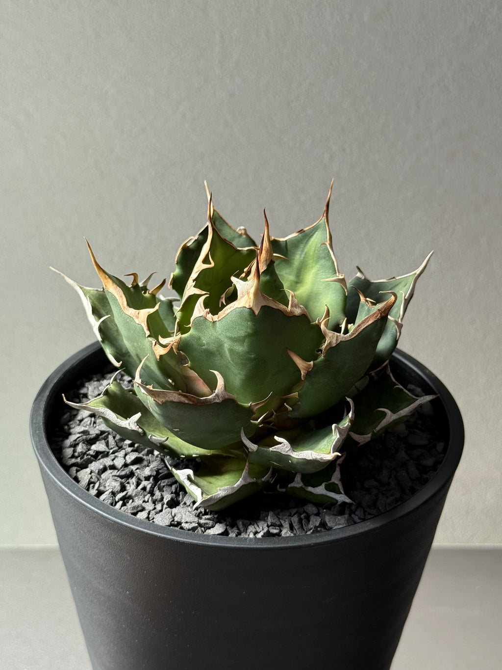 【Stano.Lab】<br>アガベ チタノタ<br> 'クレージー' GT-10