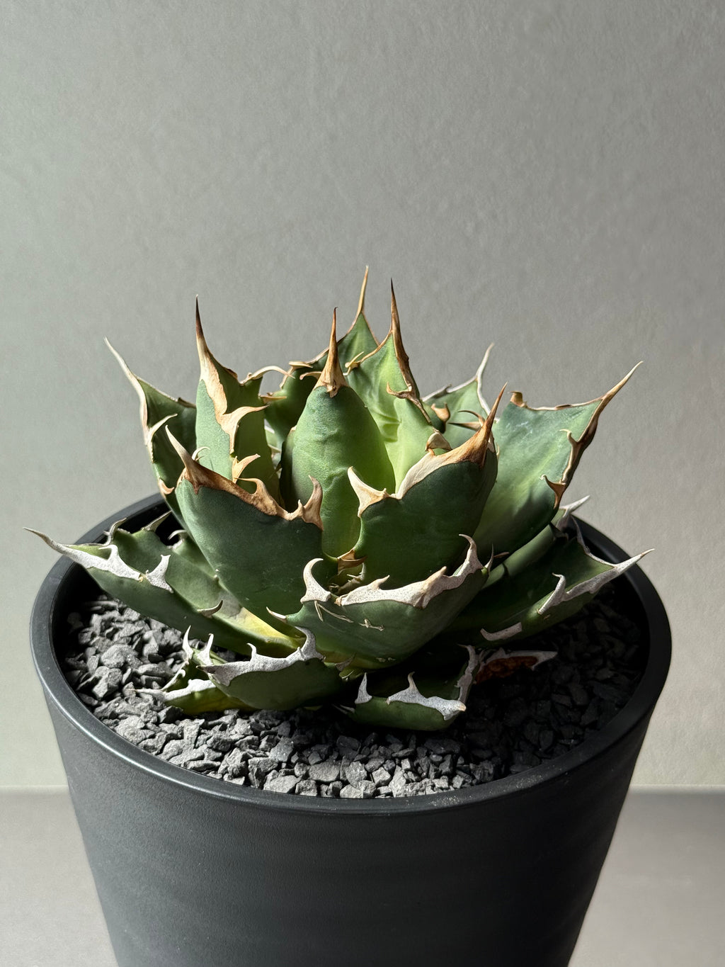 【Stano.Lab】<br>アガベ チタノタ<br> 'クレージー' GT-10