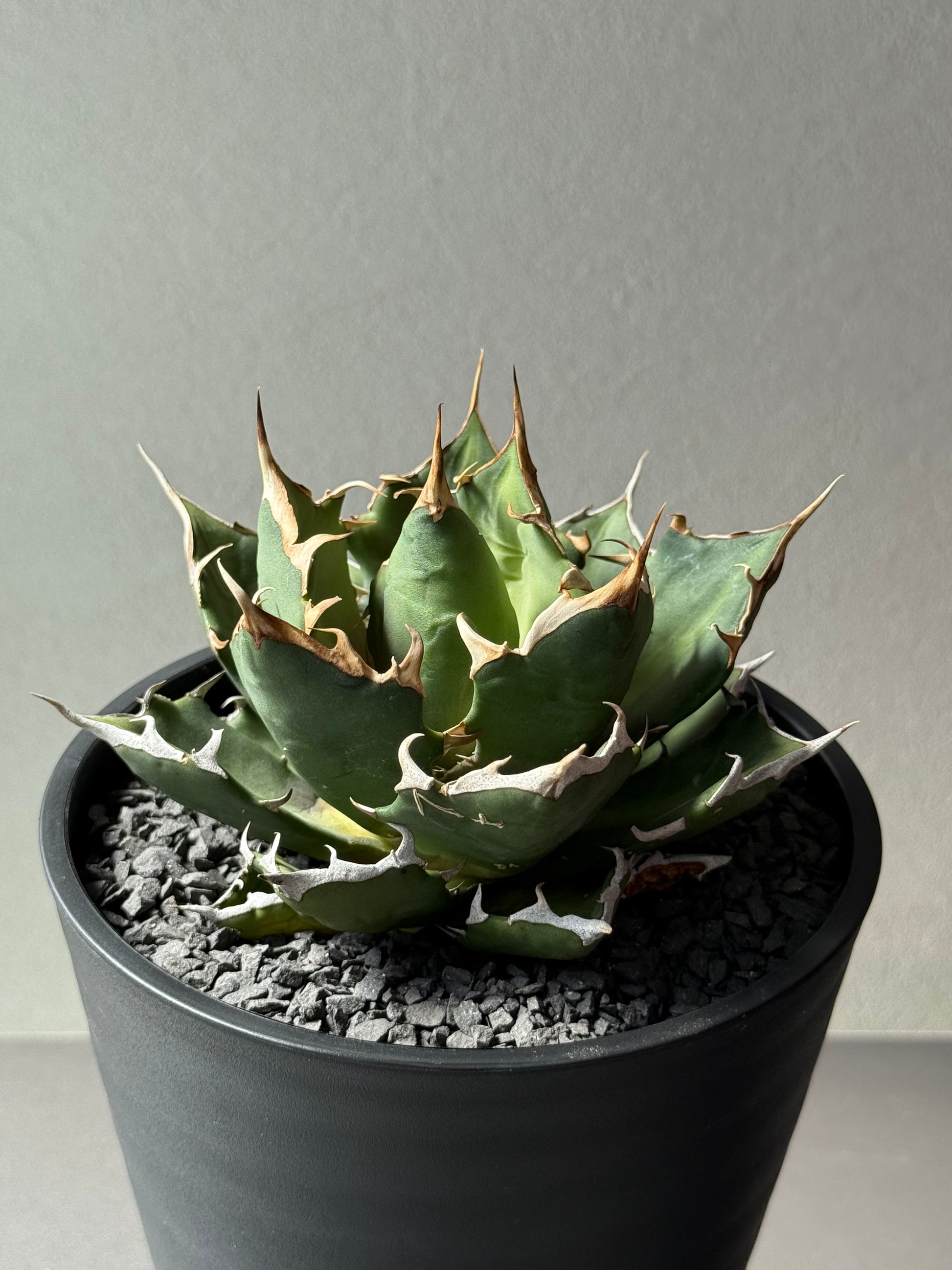 【Stano.Lab】<br>アガベ チタノタ<br> 'クレージー' GT-10