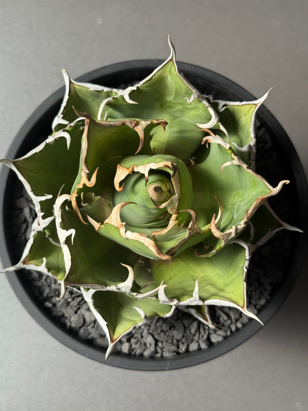 【Stano.Lab】<br>アガベ チタノタ<br> 'クレージー' GT-11