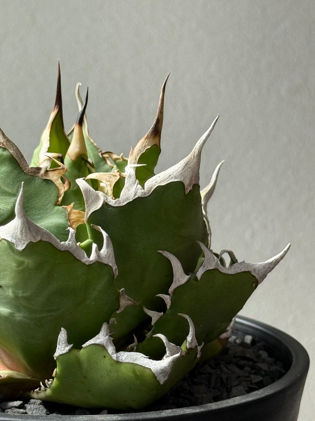 【Stano.Lab】<br>アガベ チタノタ<br> 'クレージー' GT-11