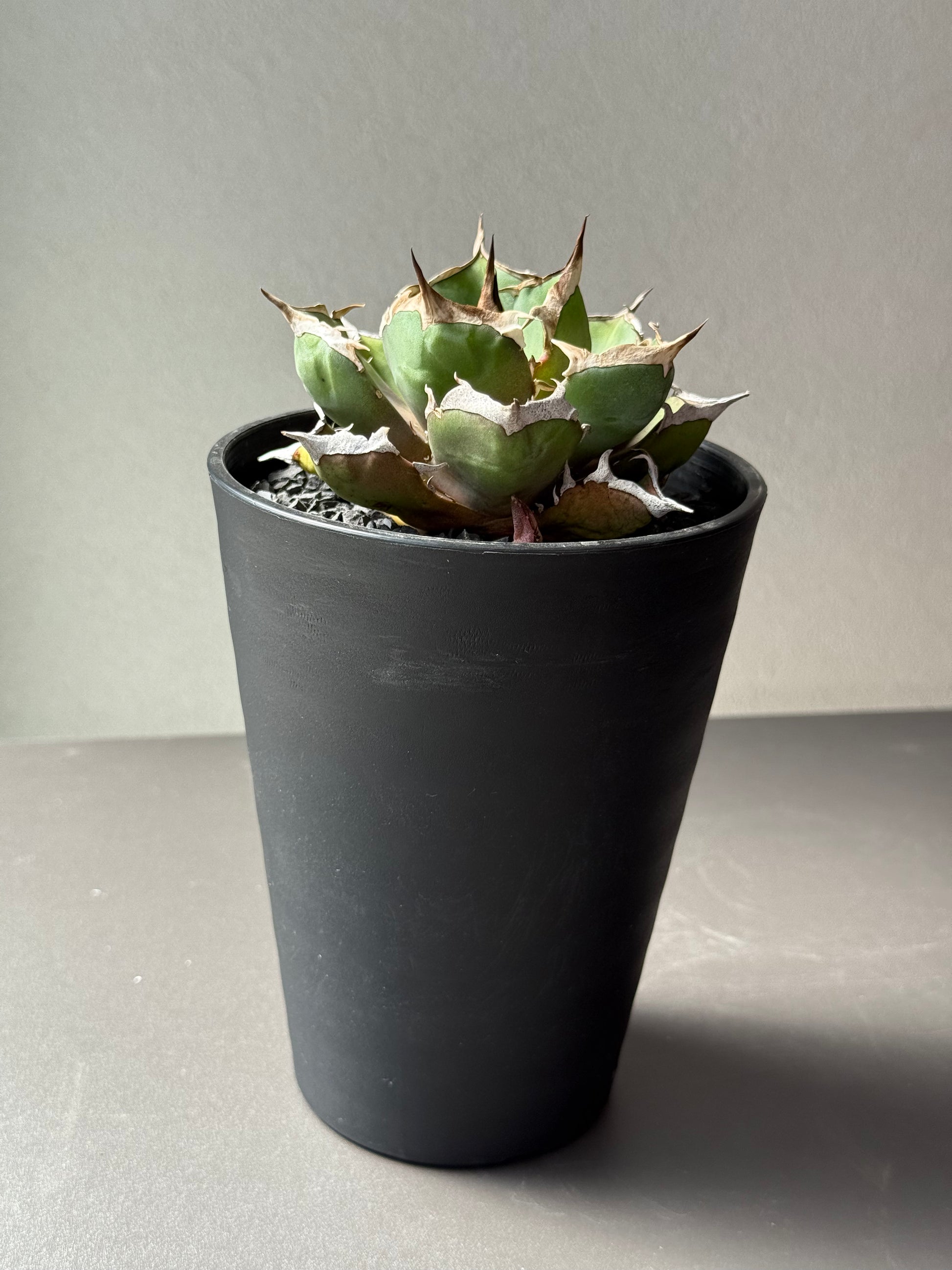 【Stano.Lab】<br>アガベ チタノタ<br> '鬼爪'