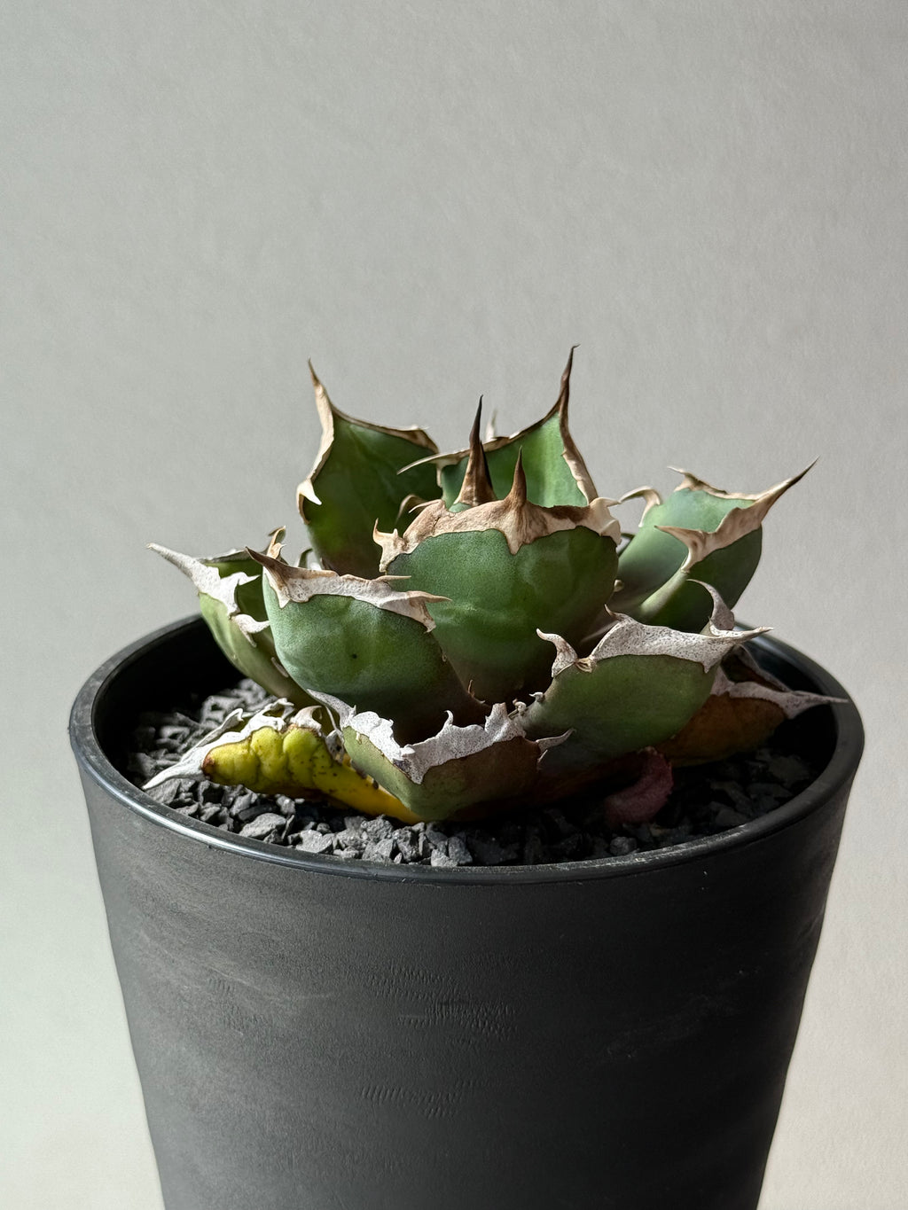 【Stano.Lab】<br>アガベ チタノタ<br> '鬼爪'