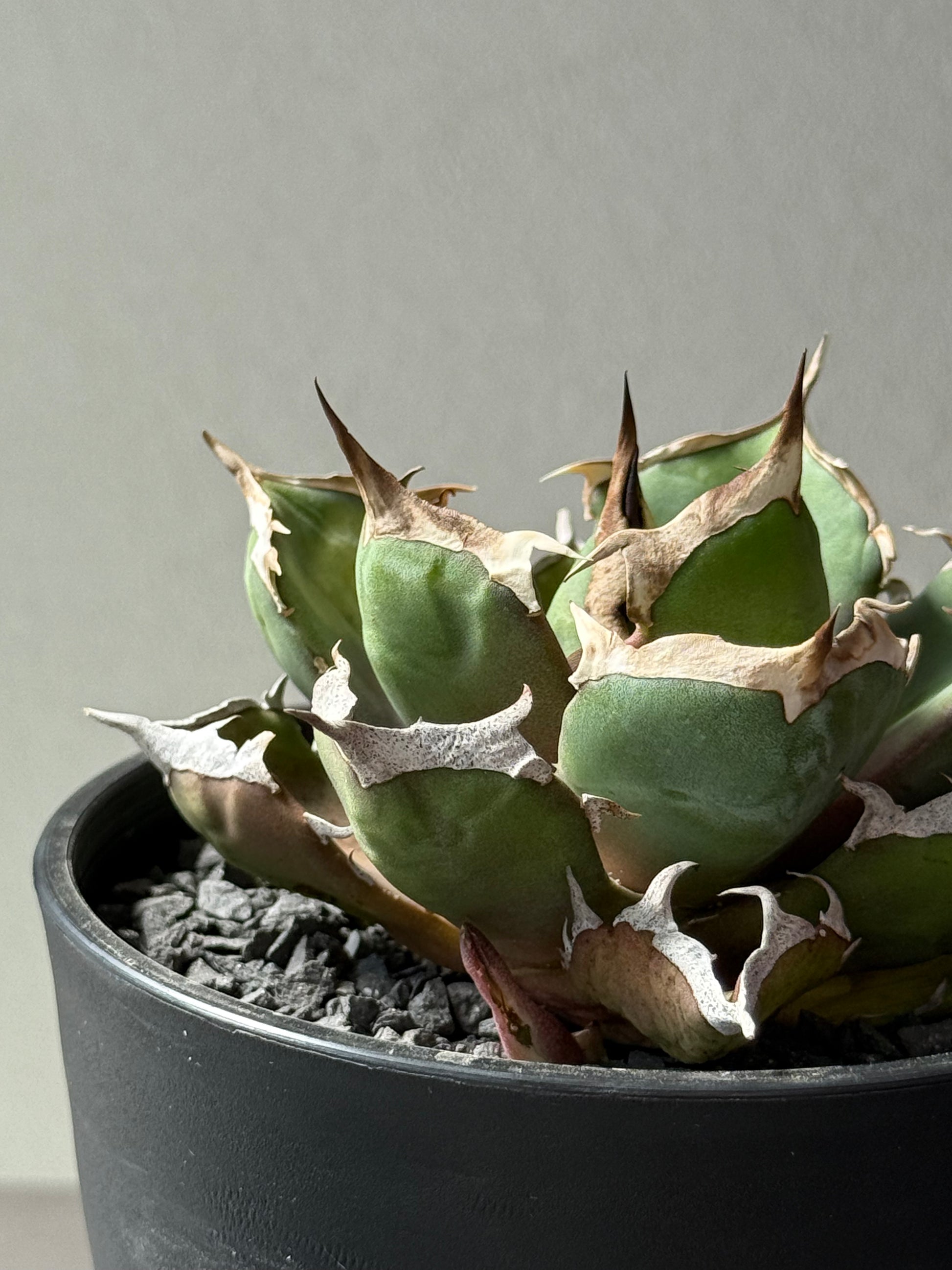 【Stano.Lab】<br>アガベ チタノタ<br> '鬼爪'