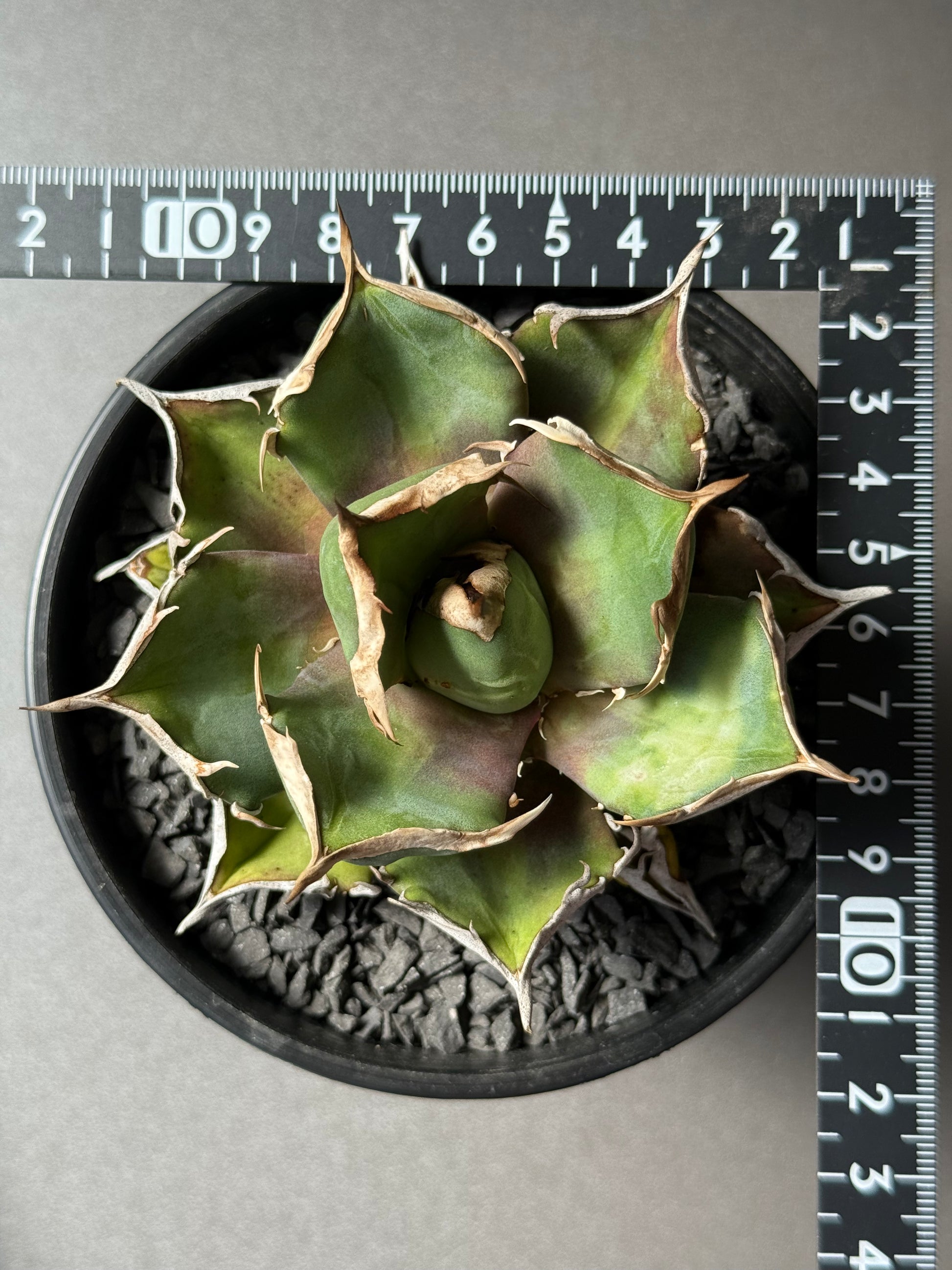 【Stano.Lab】<br>アガベ チタノタ<br> '鬼爪'