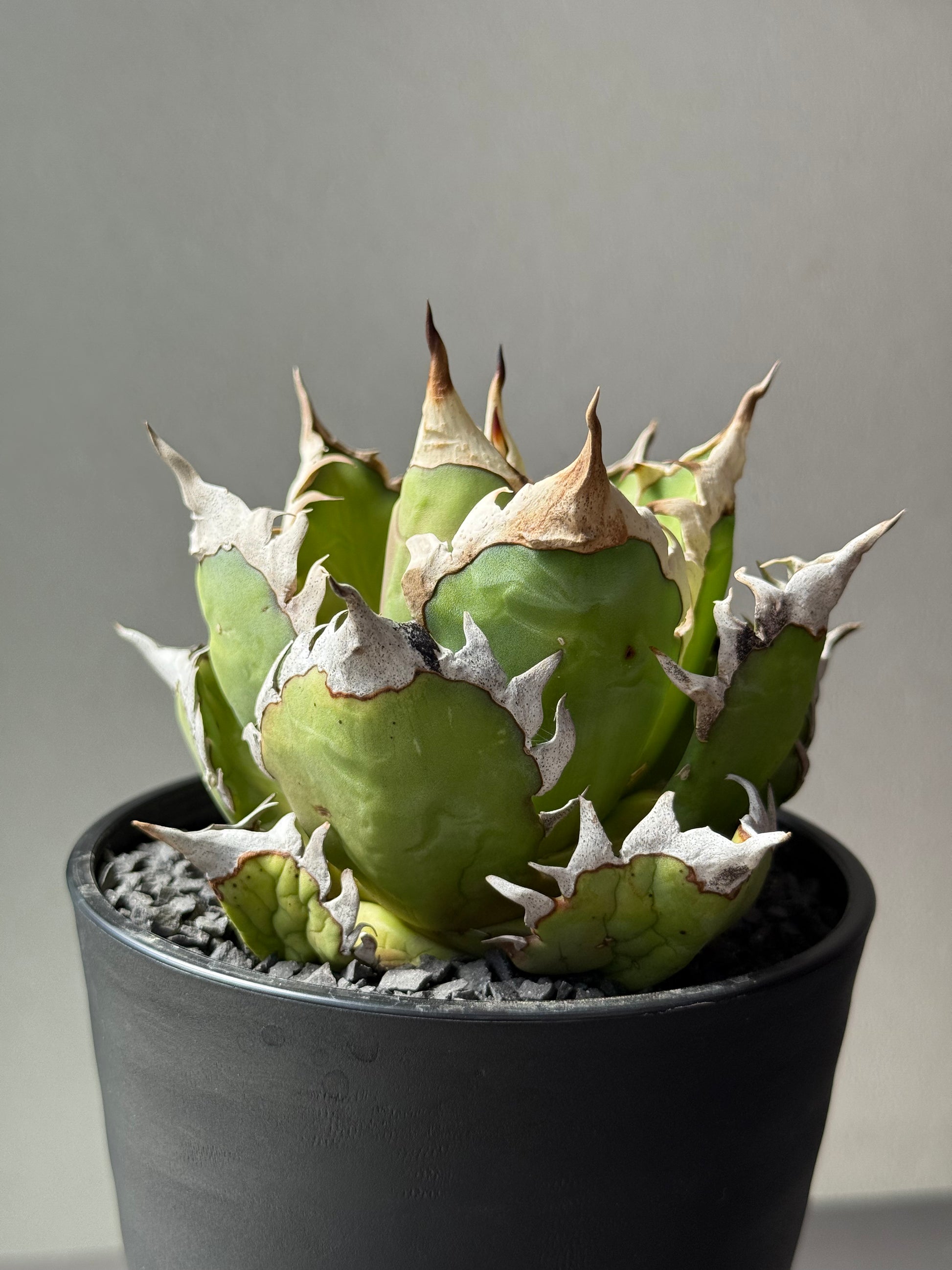 【Stano.Lab】<br>アガベ チタノタ<br> 'レッド　キャッツ' GT-13