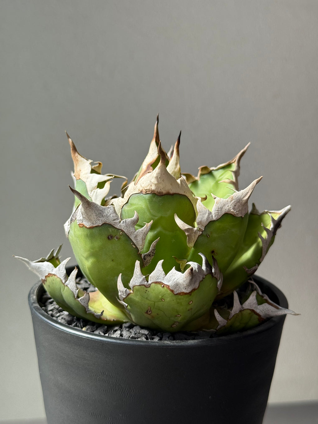 【Stano.Lab】<br>アガベ チタノタ<br> 'レッド　キャッツ' GT-13