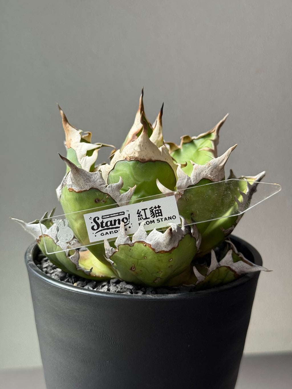 【Stano.Lab】<br>アガベ チタノタ<br> 'レッド　キャッツ' GT-13