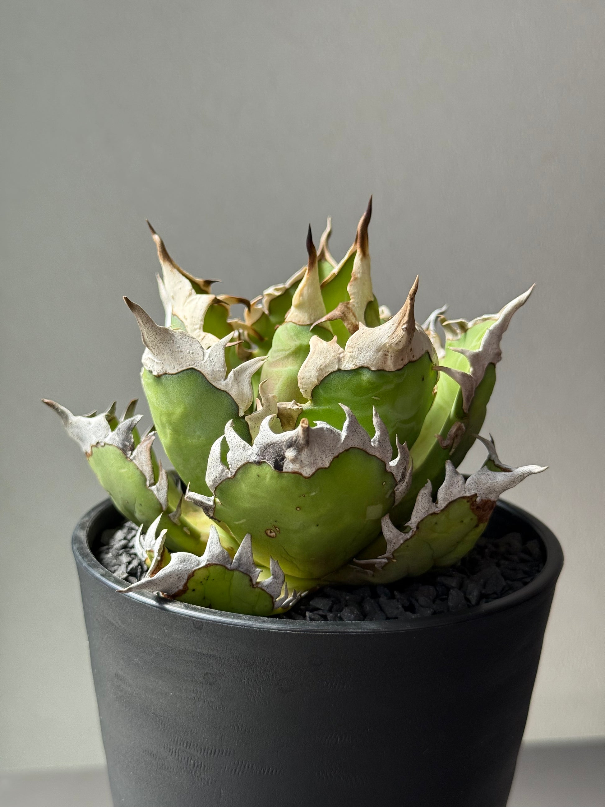 【Stano.Lab】<br>アガベ チタノタ<br> 'レッド　キャッツ' GT-13