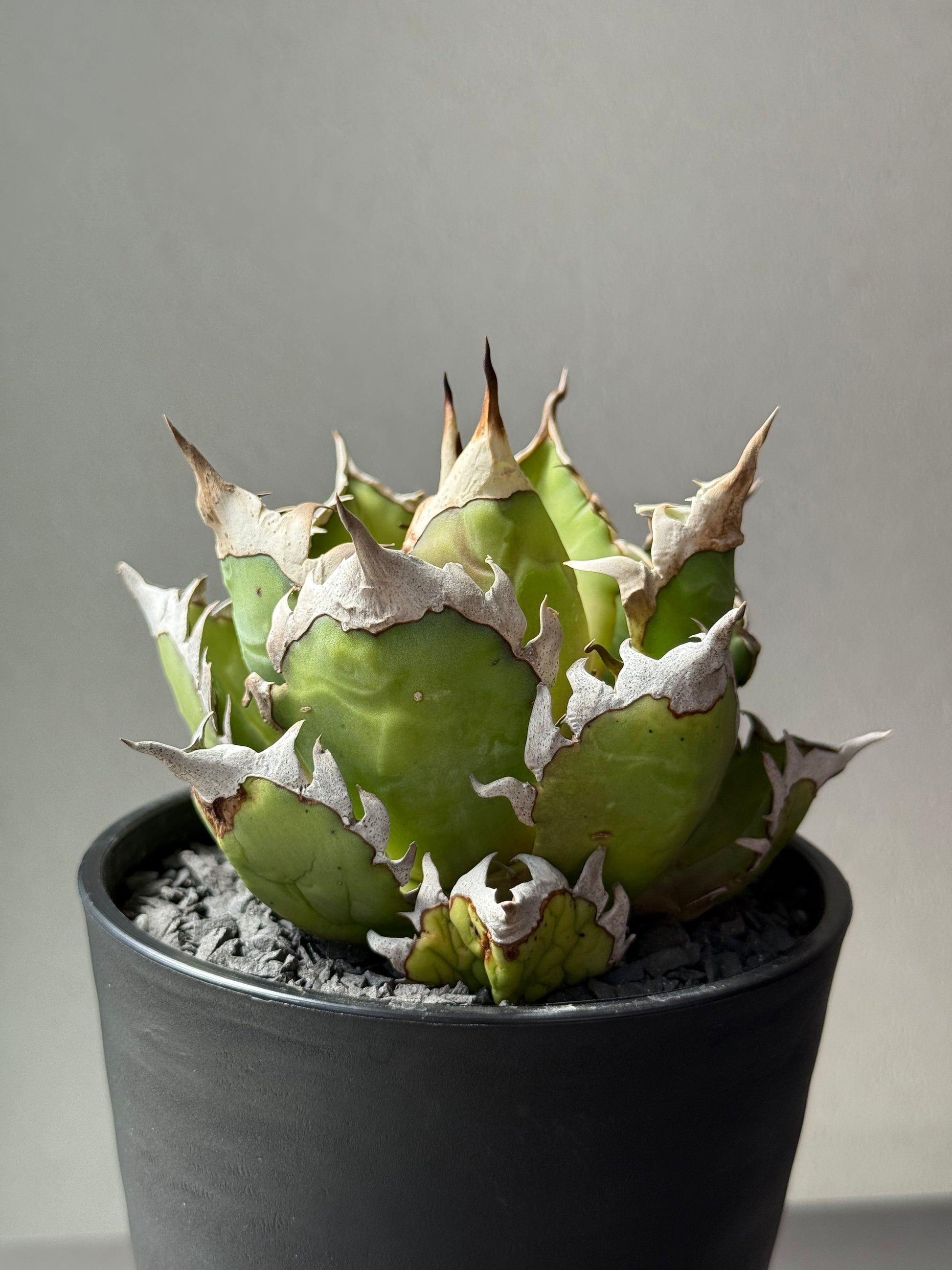 【Stano.Lab】<br>アガベ チタノタ<br> 'レッド　キャッツ' GT-13