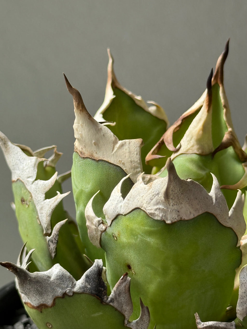 【Stano.Lab】<br>アガベ チタノタ<br> 'レッド　キャッツ' GT-13