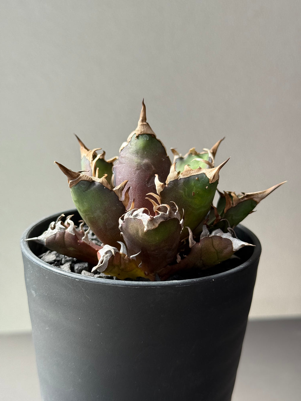 【Stano.Lab】<br>アガベ チタノタ<br> 'レッド　キャッツ' GT-14