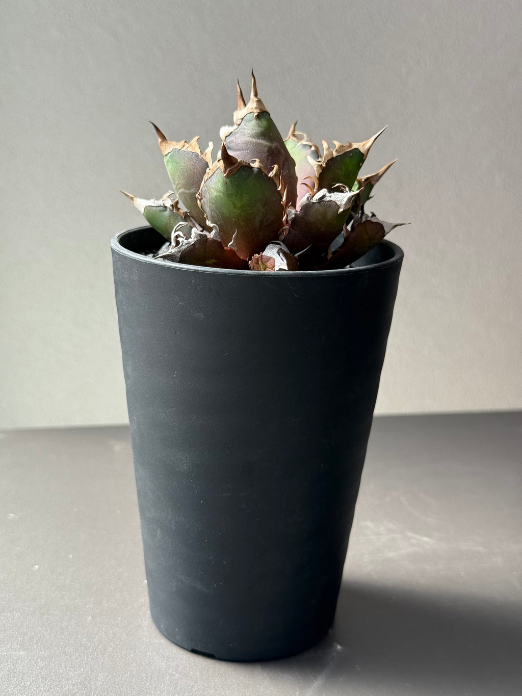 【Stano.Lab】<br>アガベ チタノタ<br> 'レッド　キャッツ' GT-14