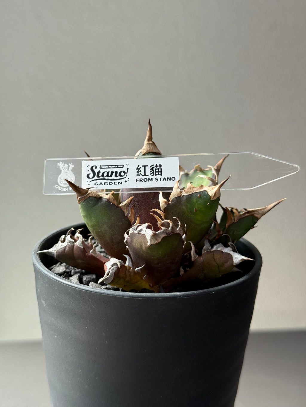 【Stano.Lab】<br>アガベ チタノタ<br> 'レッド　キャッツ' GT-14