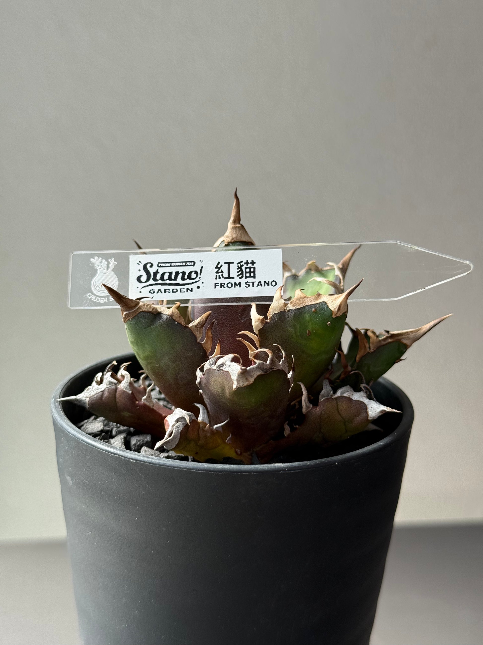 【Stano.Lab】<br>アガベ チタノタ<br> 'レッド　キャッツ' GT-14