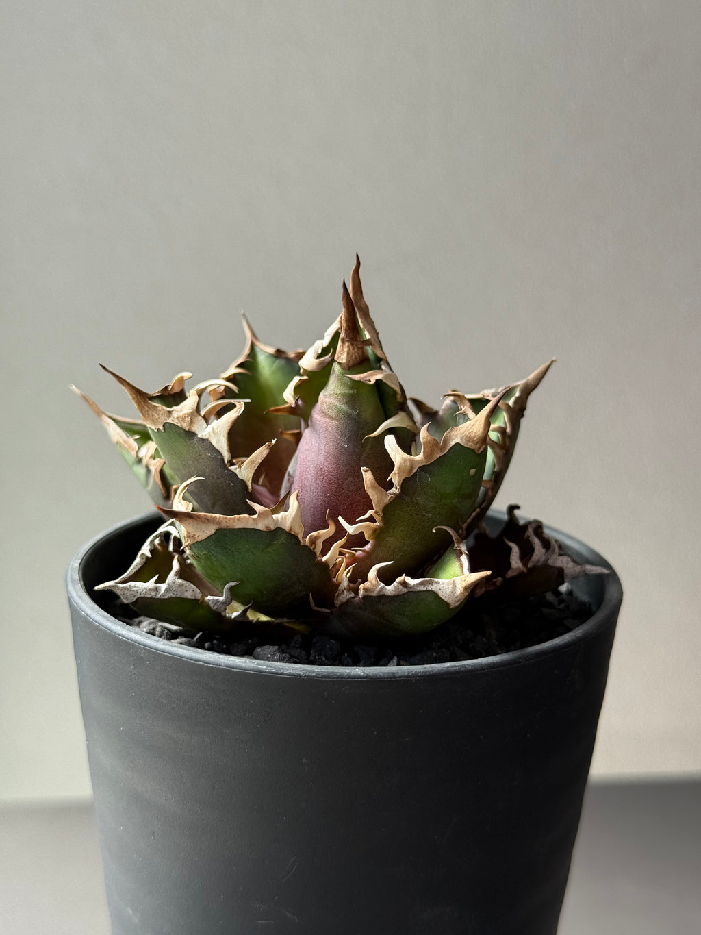 【Stano.Lab】<br>アガベ チタノタ<br> 'レッド　キャッツ' GT-14