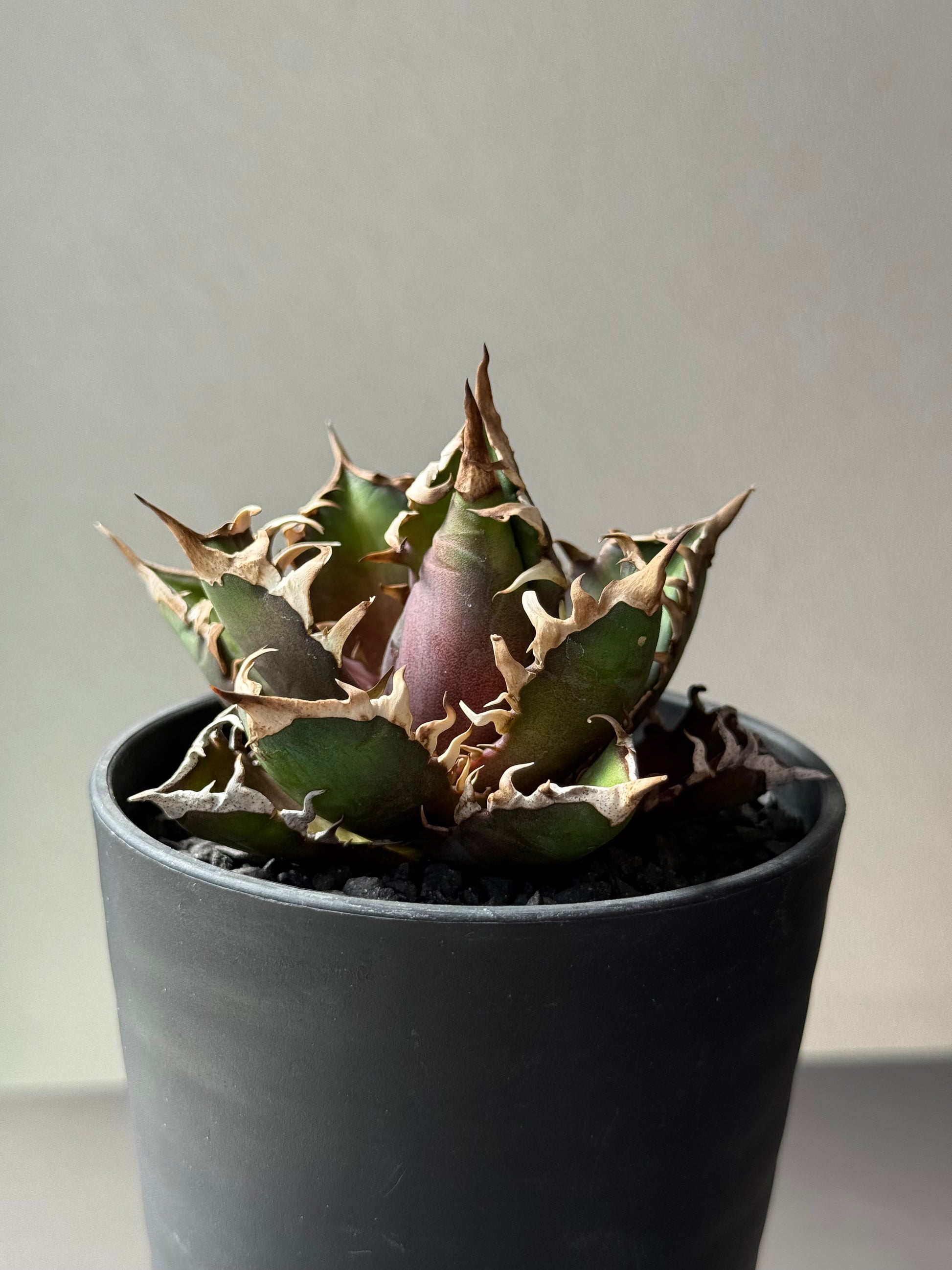 【Stano.Lab】<br>アガベ チタノタ<br> 'レッド　キャッツ' GT-14