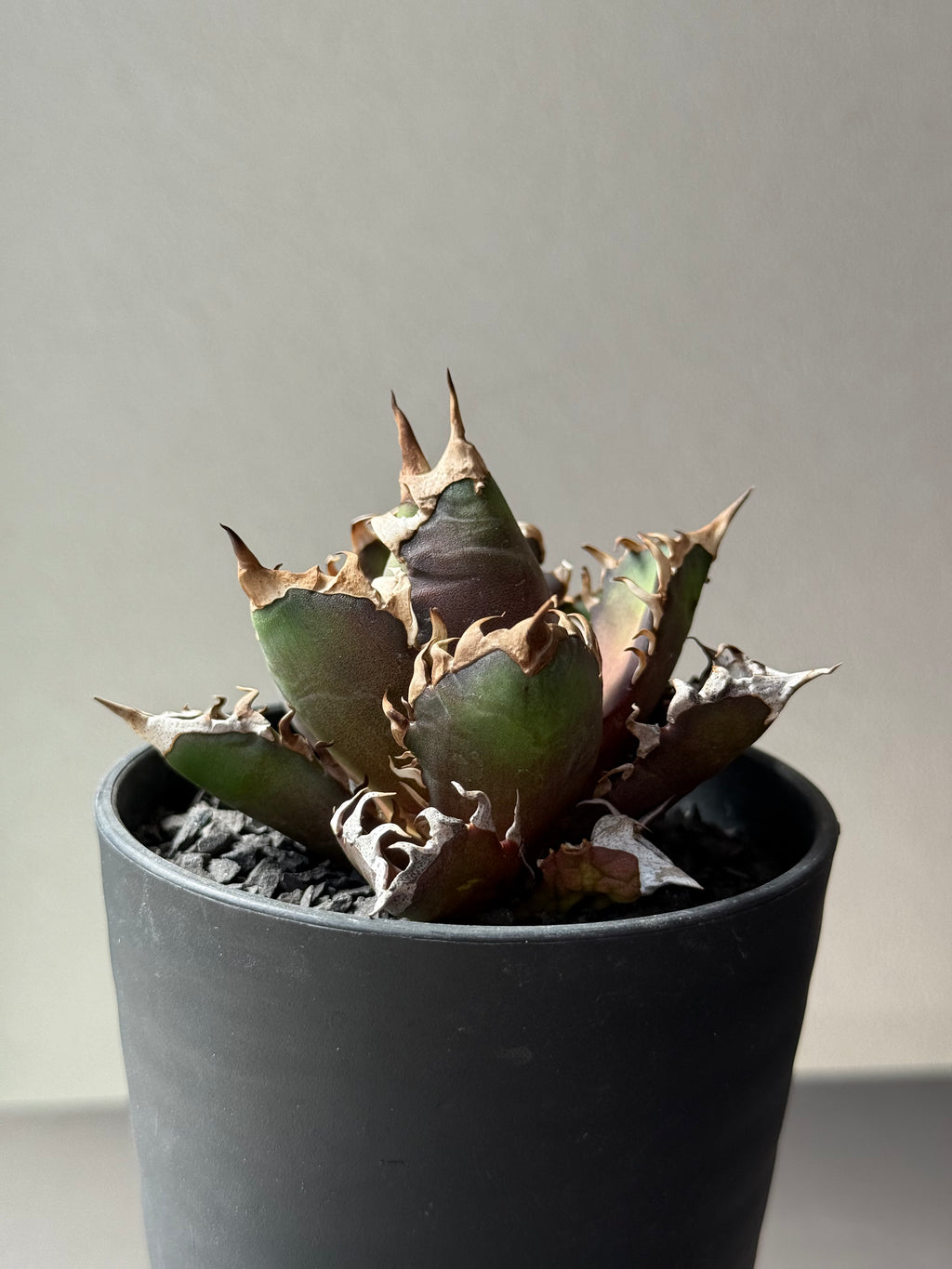 【Stano.Lab】<br>アガベ チタノタ<br> 'レッド　キャッツ' GT-14