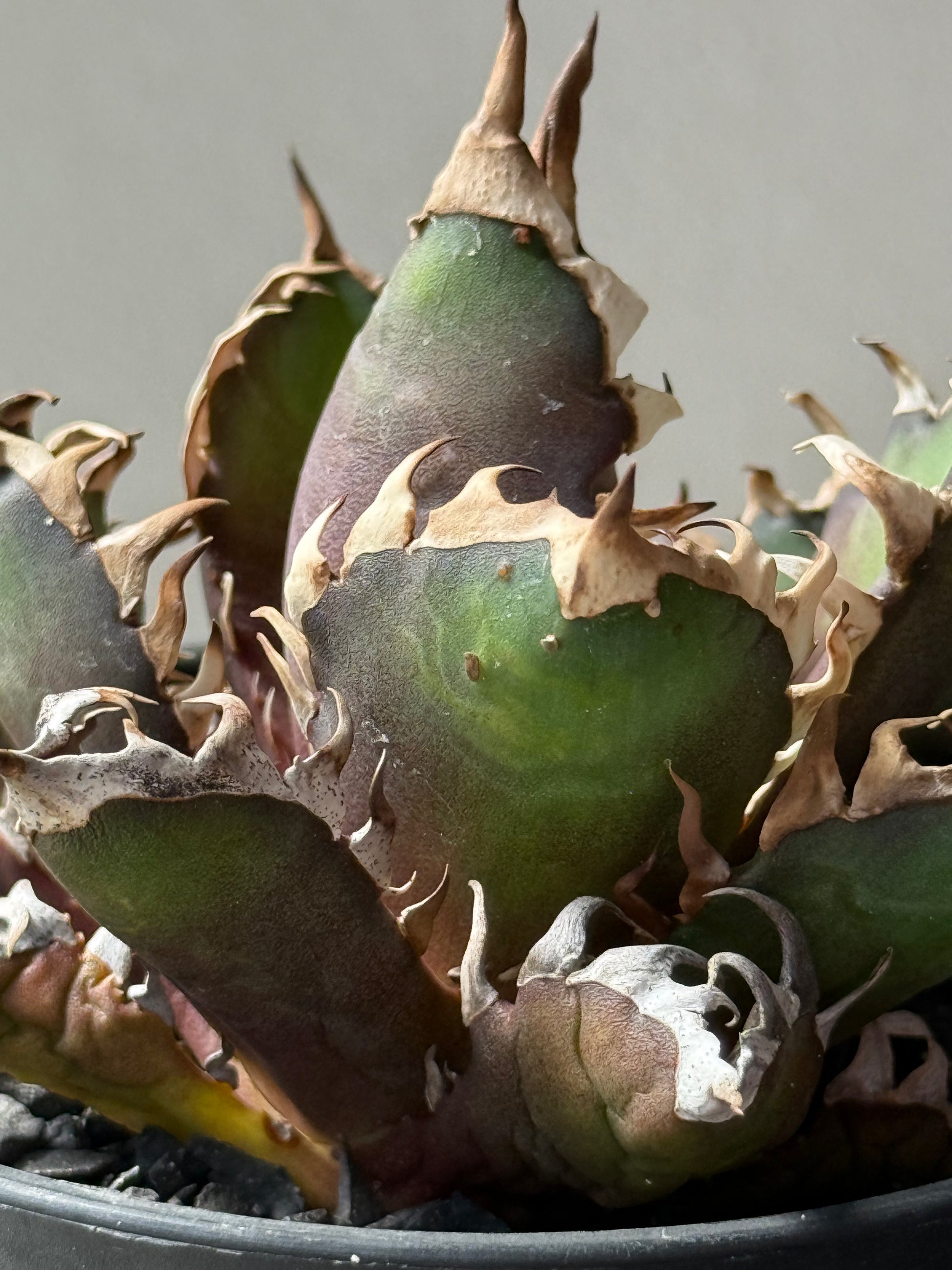 【Stano.Lab】<br>アガベ チタノタ<br> 'レッド　キャッツ' GT-14