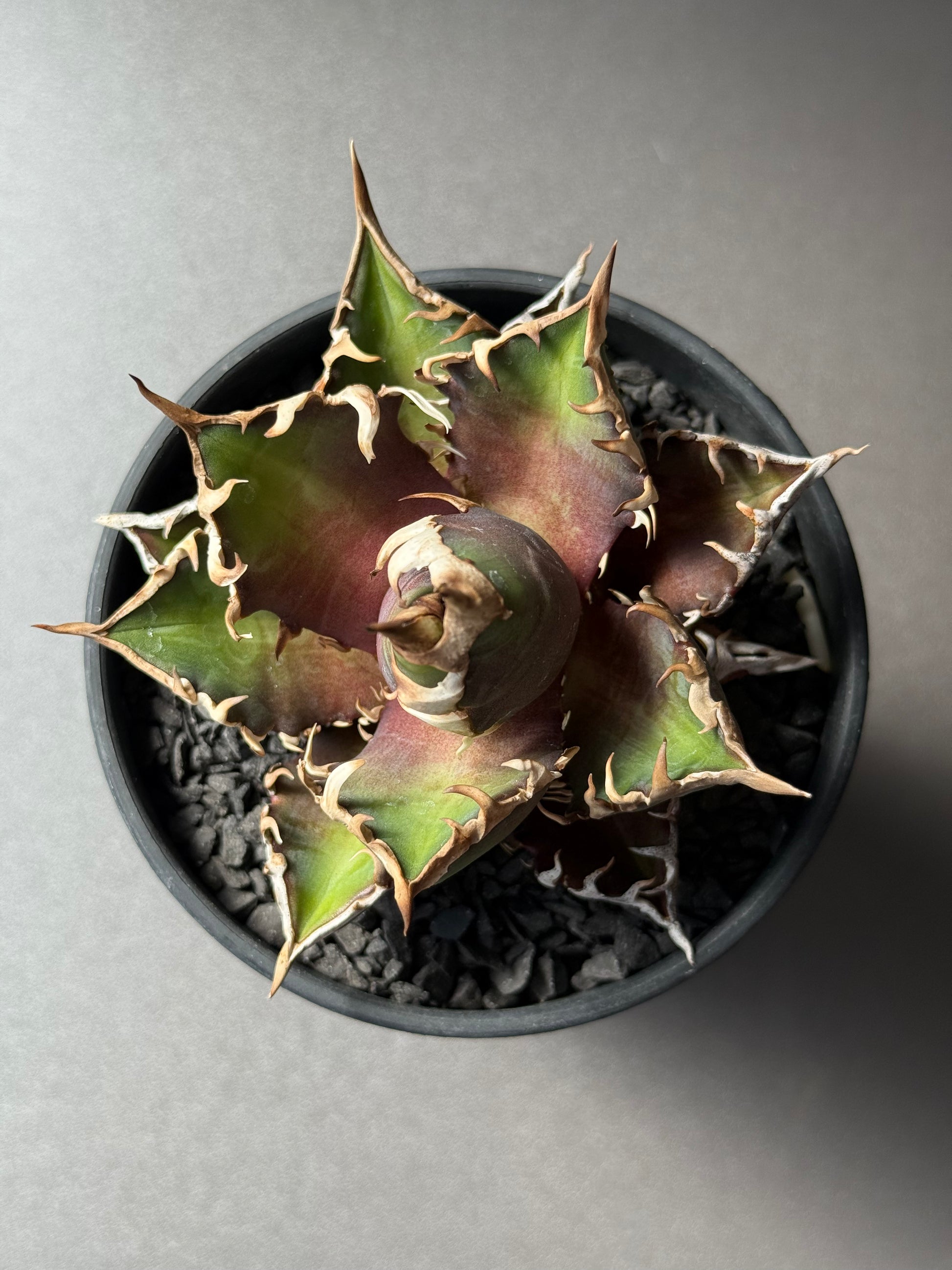 【Stano.Lab】<br>アガベ チタノタ<br> 'レッド　キャッツ' GT-14