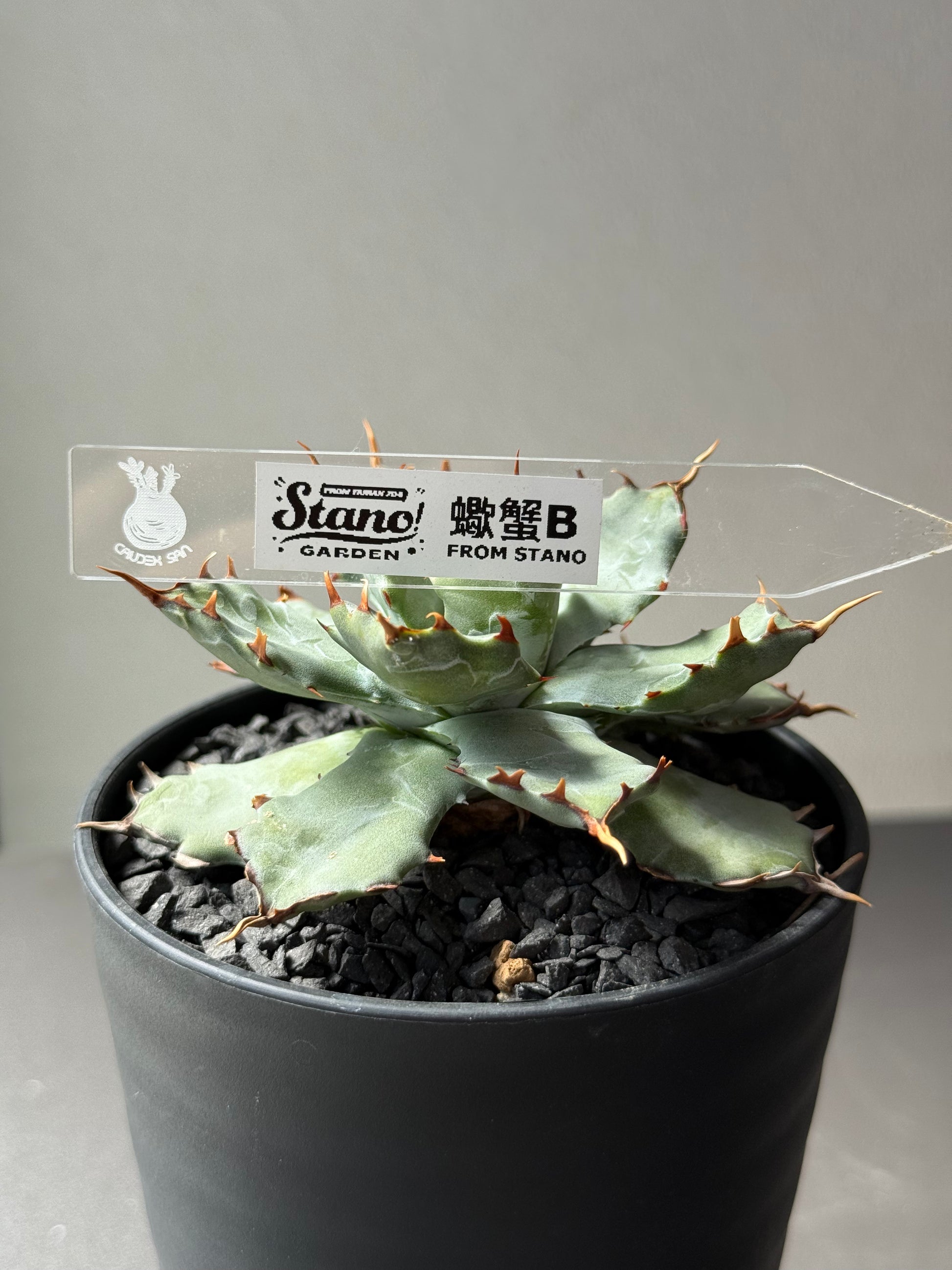 【Stano.Lab】<br>アガベ ハイブリッド<br> 'ヒメサソリガニ'