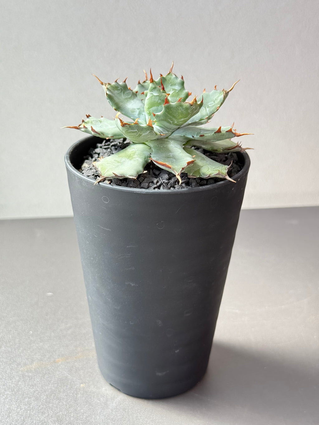 【Stano.Lab】<br>アガベ ハイブリッド<br> 'ヒメサソリガニ'