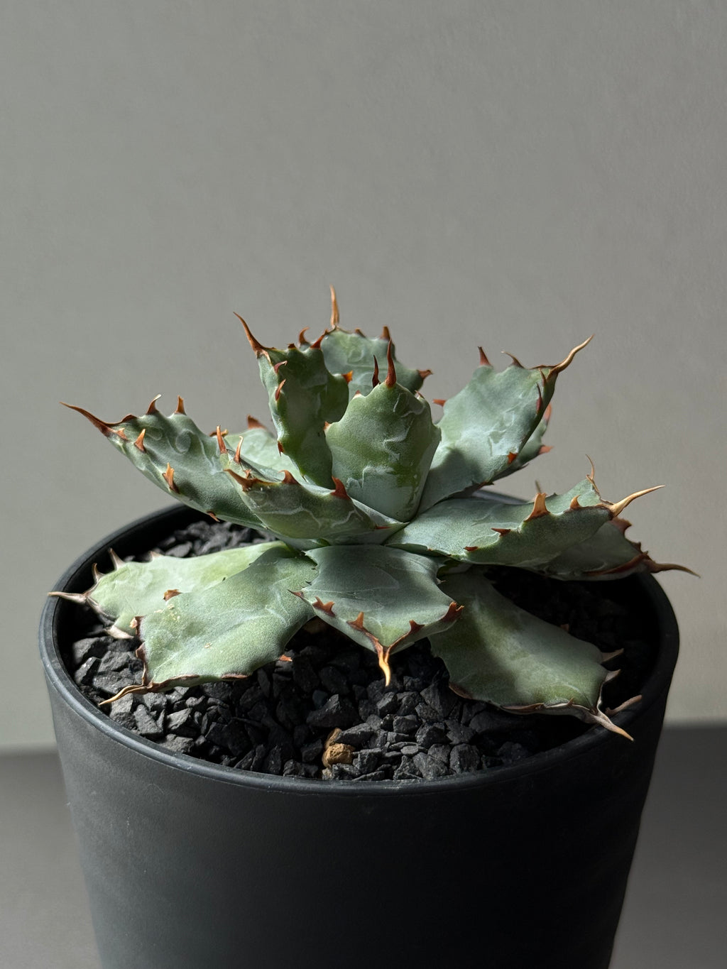 【Stano.Lab】<br>アガベ ハイブリッド<br> 'ヒメサソリガニ'