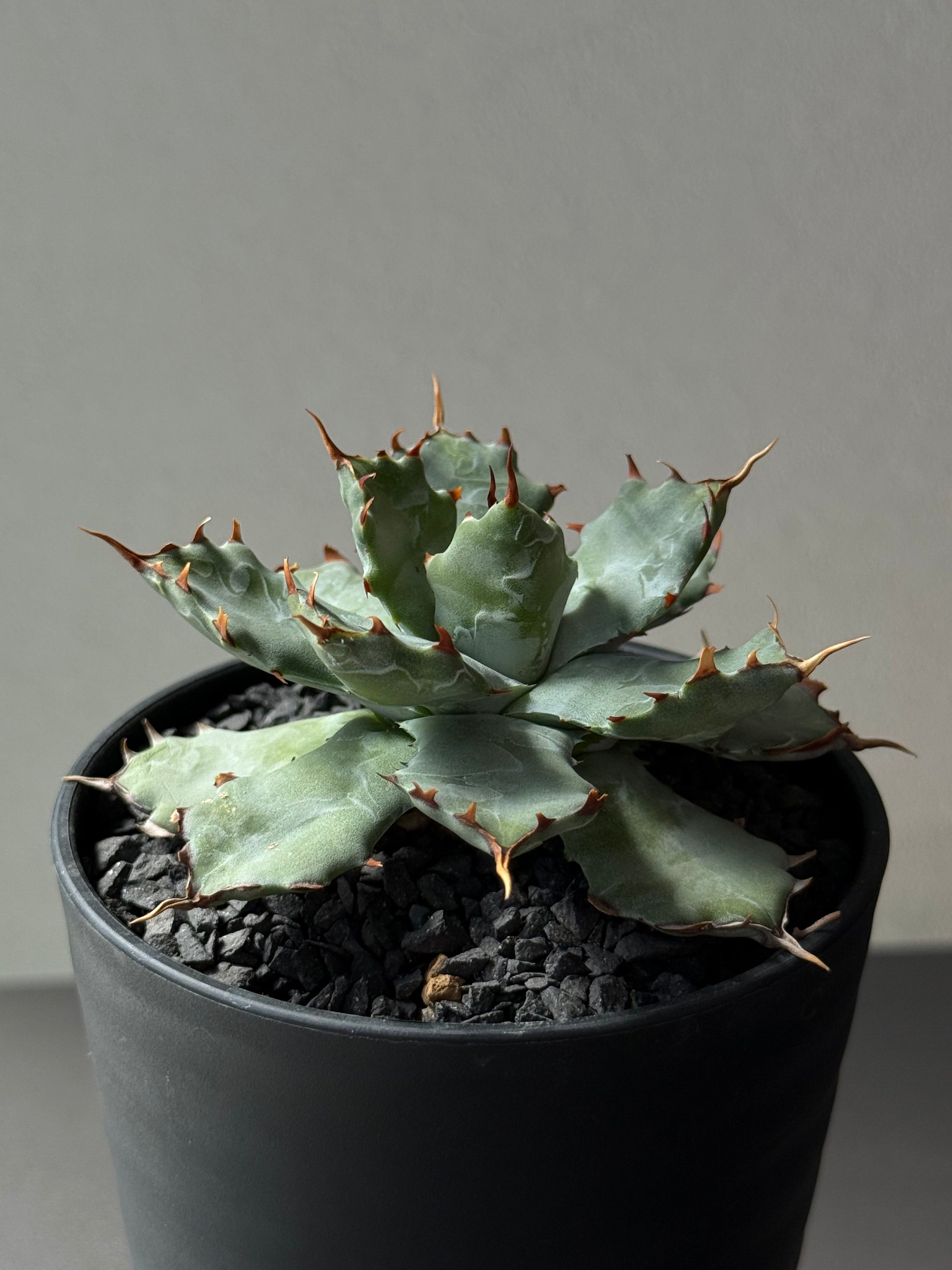 【Stano.Lab】<br>アガベ ハイブリッド<br> 'ヒメサソリガニ'